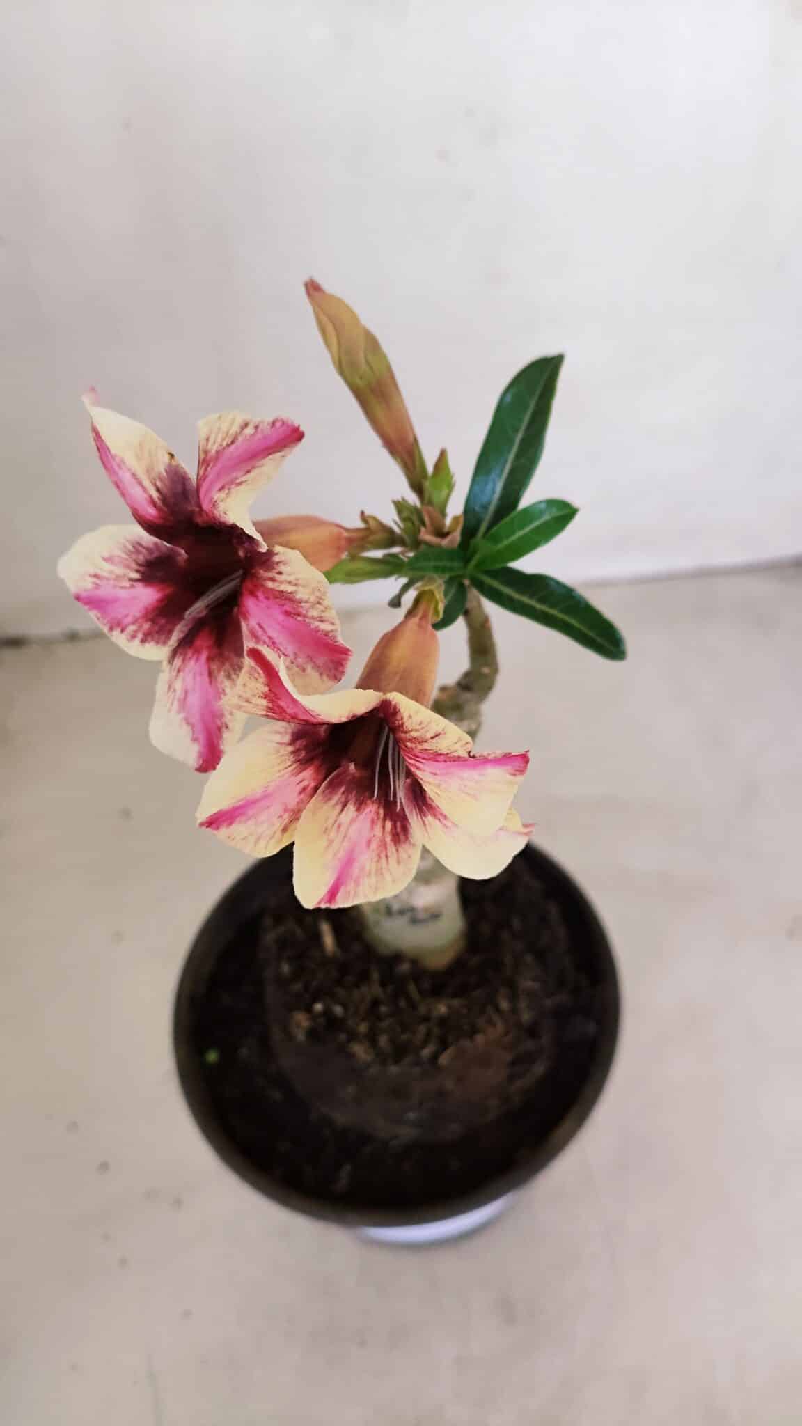 ENXERTO 12102  – 20cm (cor LM 506) - foto 4