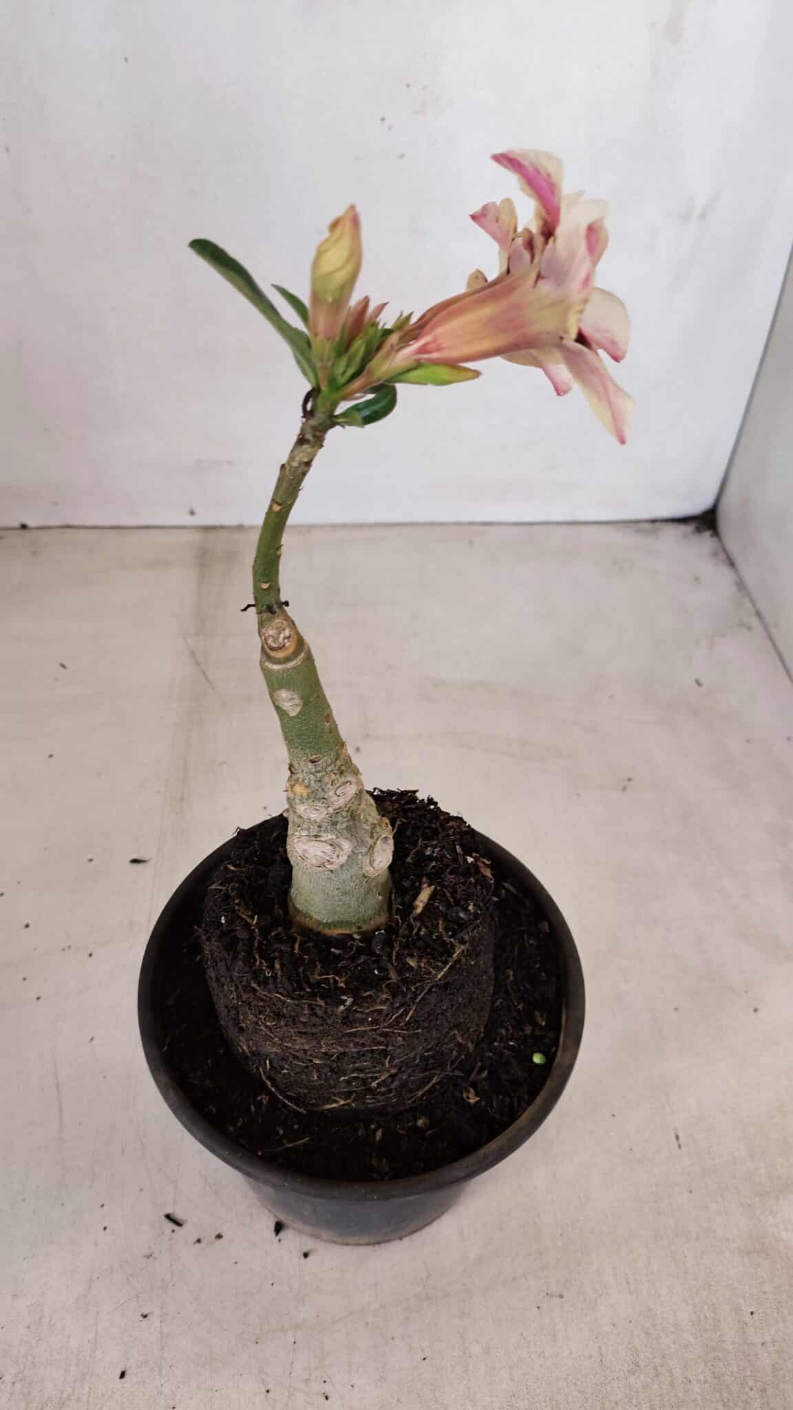 ENXERTO 12102  – 20cm (cor LM 506) - foto 5