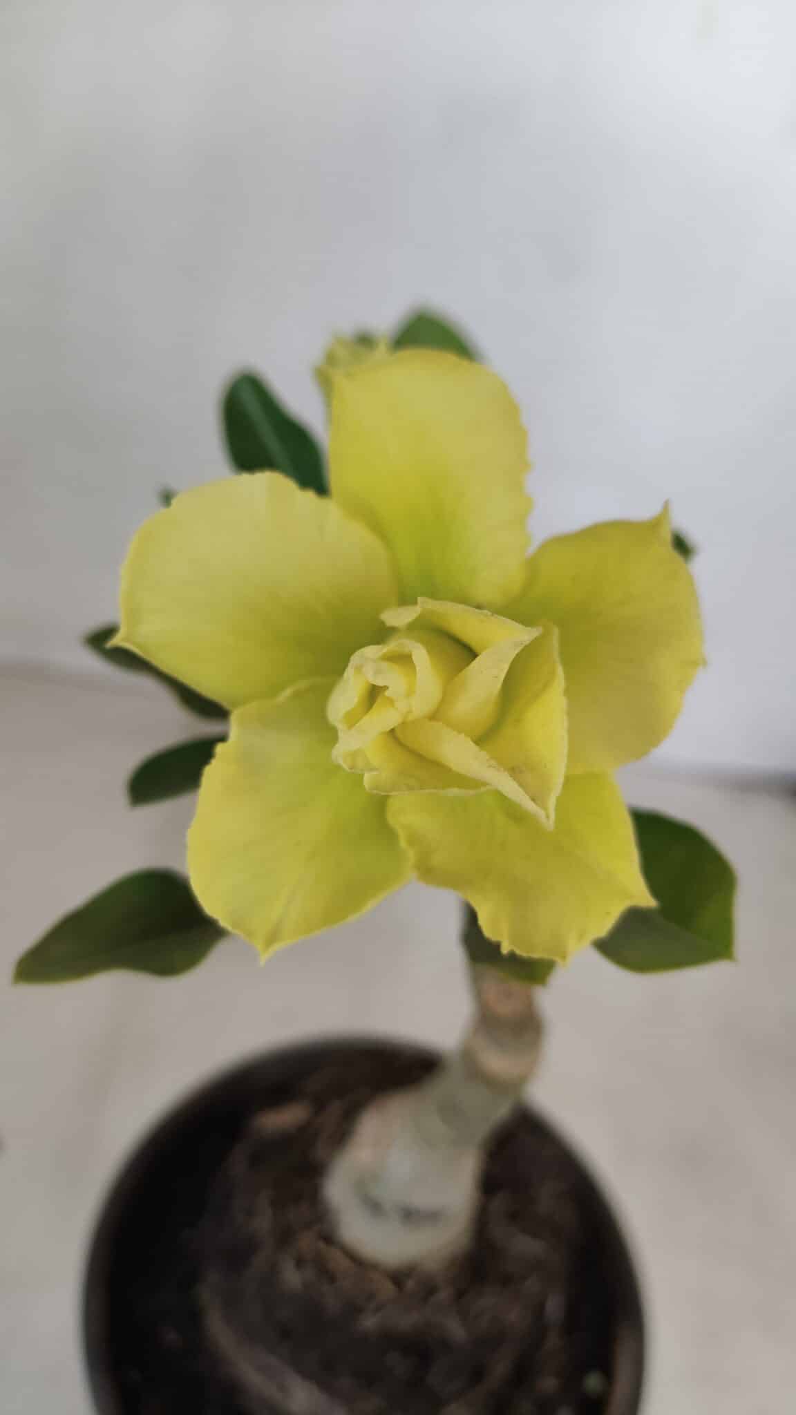 ENXERTO 12104  – 20cm (cor LM 997) - foto 3