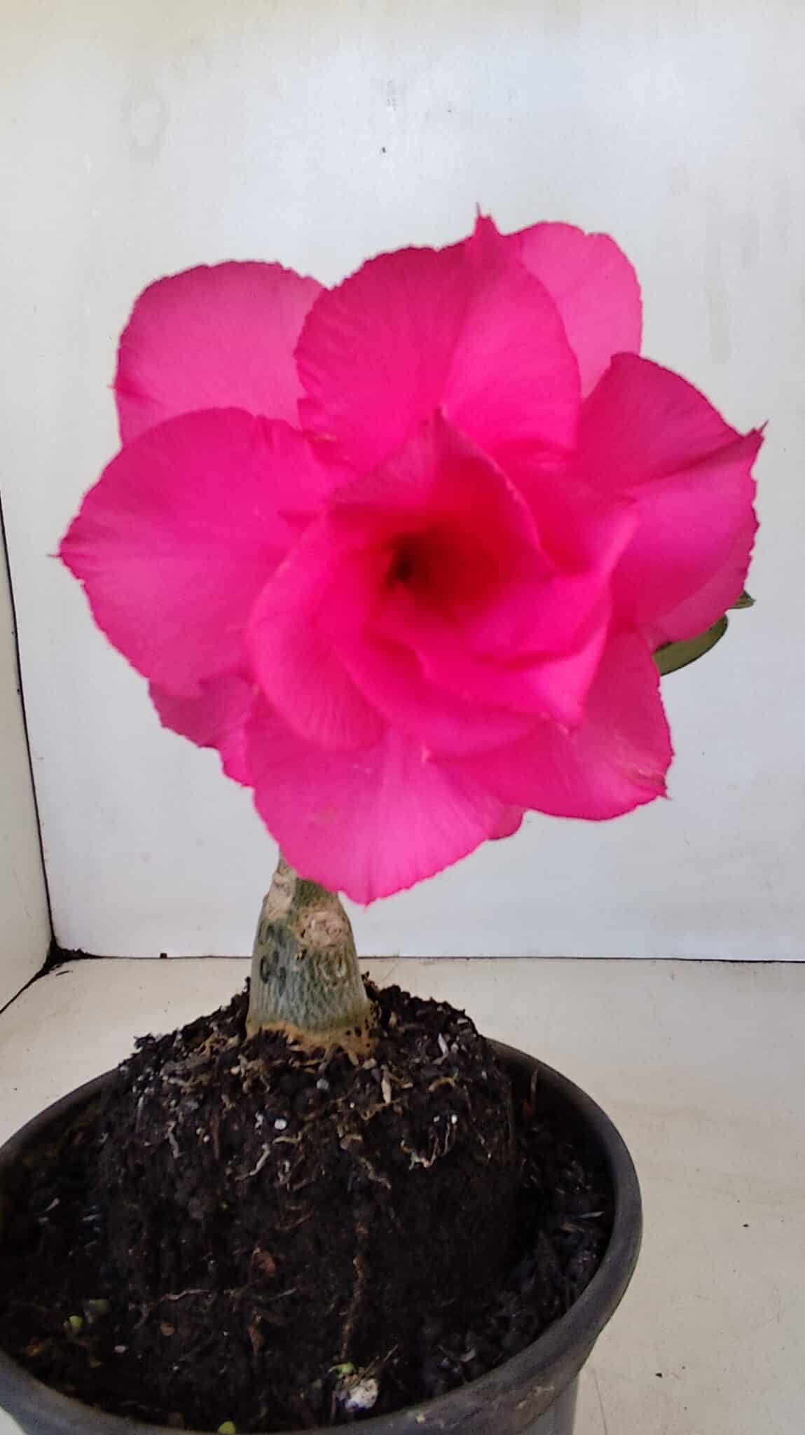 ENXERTO 12106  – 20cm (cor LM 04) - foto 3