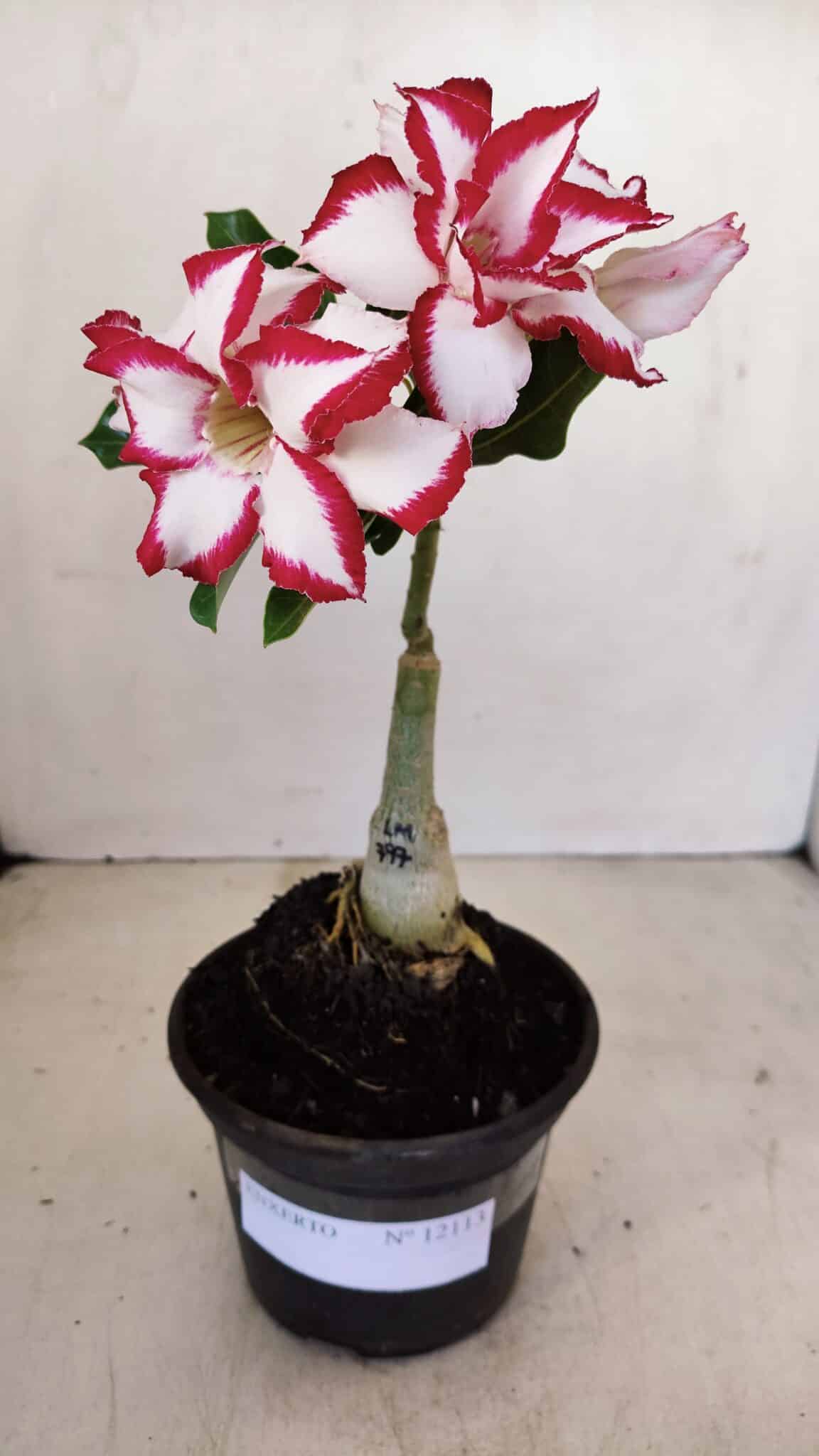 ENXERTO 12113  – 20cm (cor LM 797) Id: FERRARI - foto 6