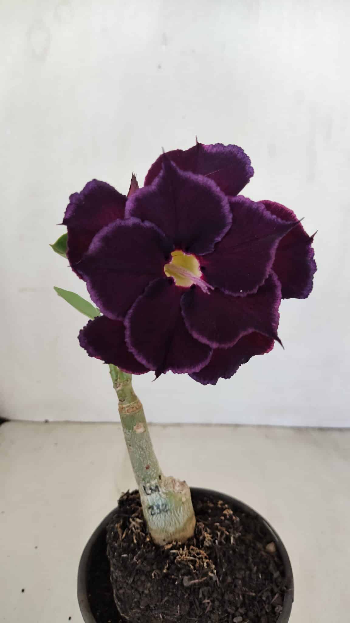 ENXERTO 12120  – 20cm (cor LM 232) - foto 3
