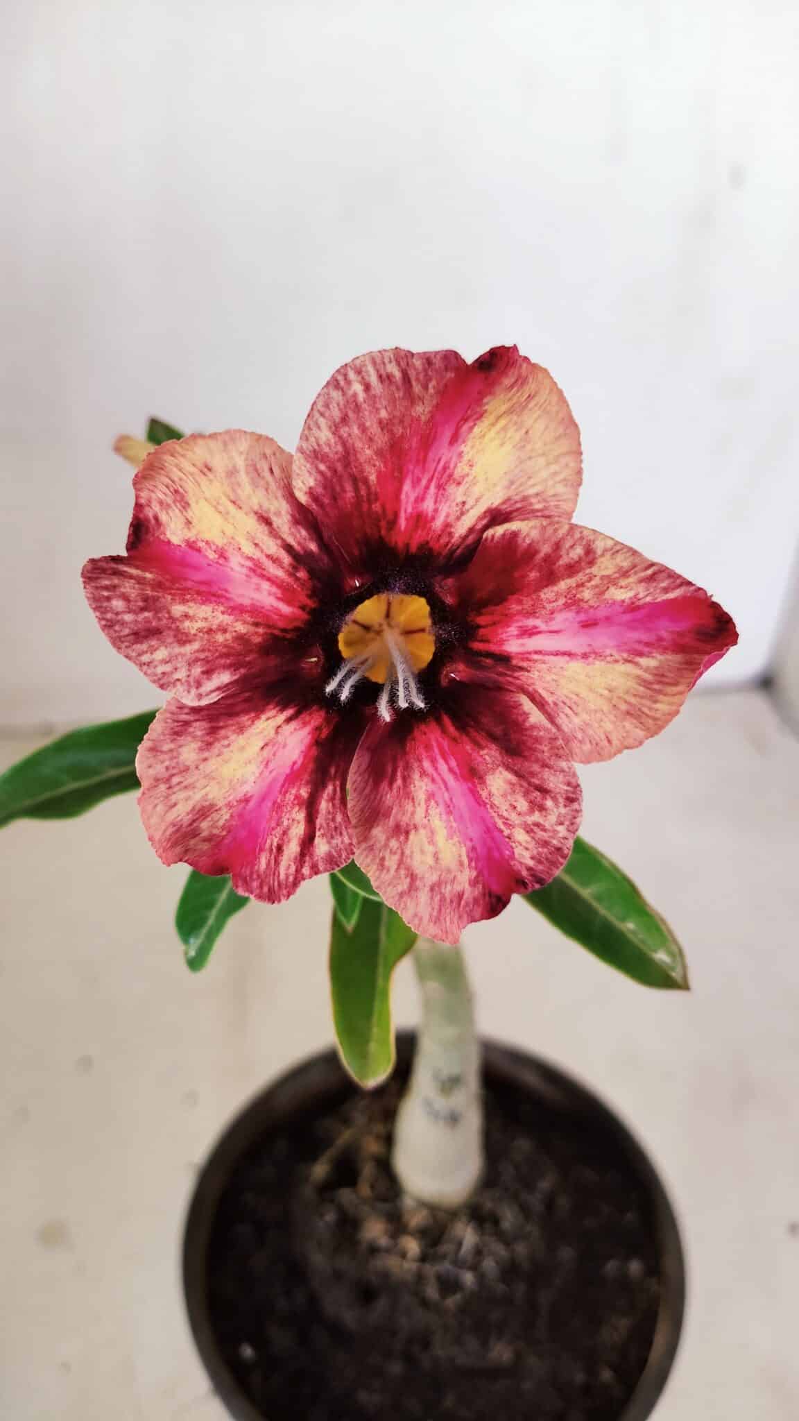 ENXERTO 12129  – 20cm (cor LM 506) - foto 3