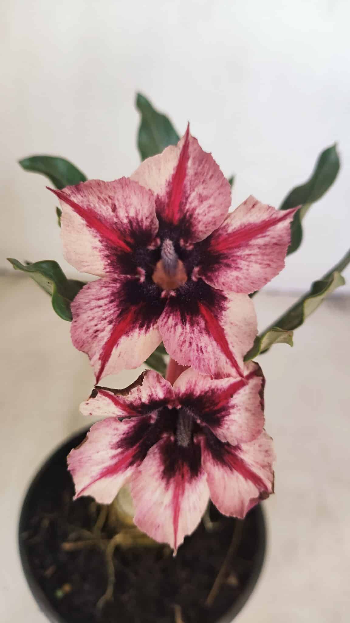 ENXERTO 12140  – 20cm (cor LM 424) - foto 3