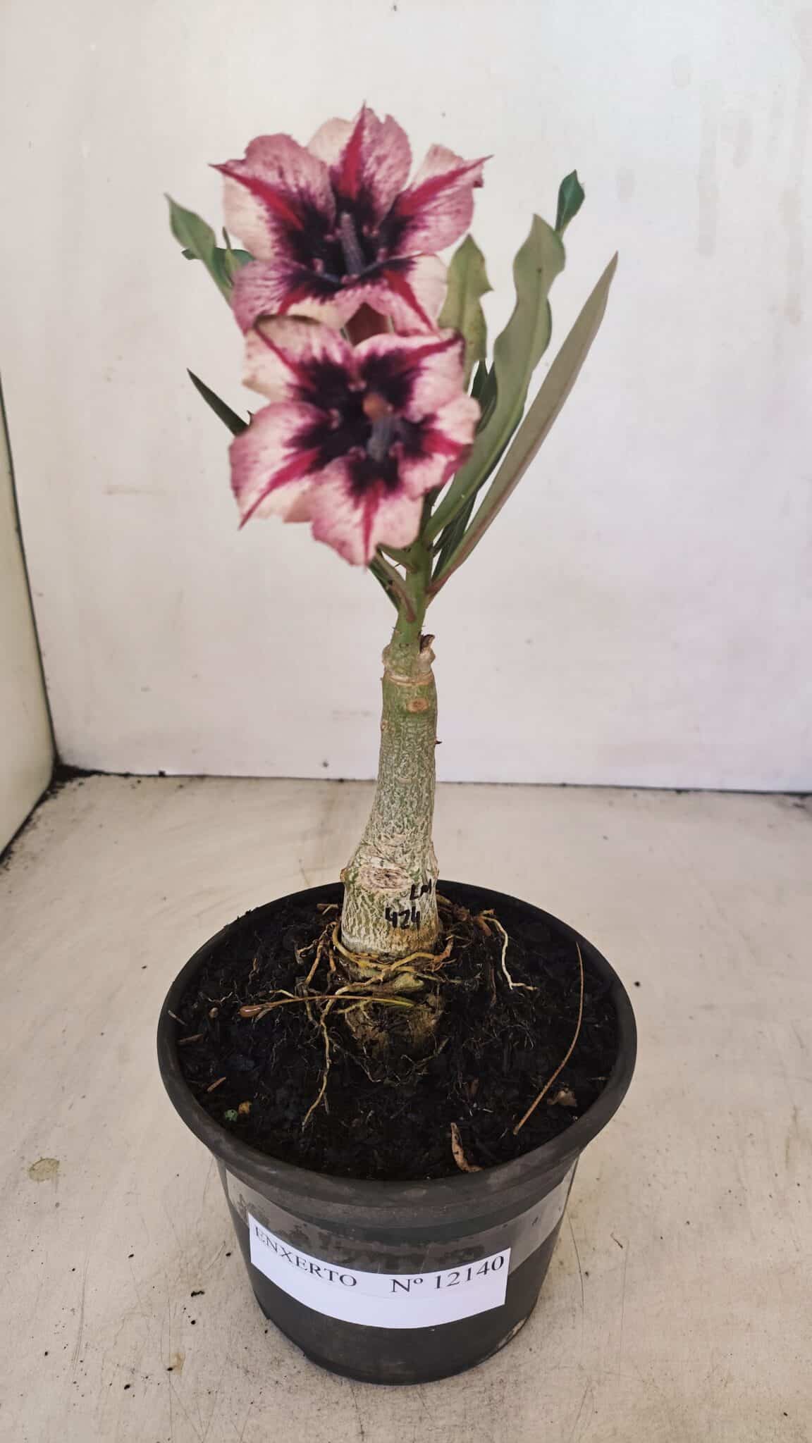 ENXERTO 12140  – 20cm (cor LM 424) - foto 6