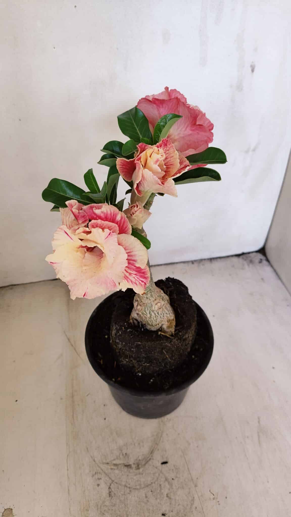 ENXERTO 12141  – 20cm (cor LM 582) - foto 5