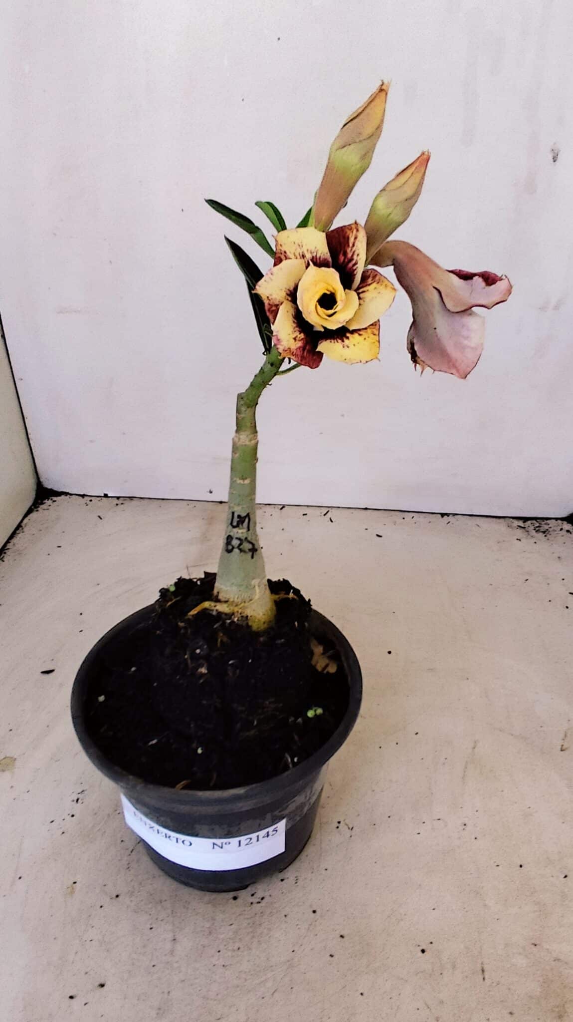 ENXERTO 12145  – 20cm (cor LM 827) - Adenium Rosa do Deserto