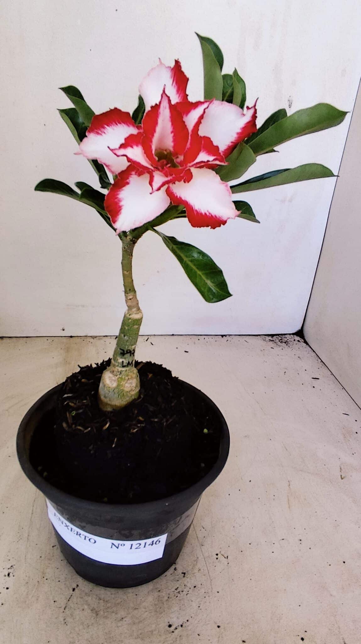 ENXERTO 12146  – 20cm (cor LM 797) Id: FERRARI - foto 2