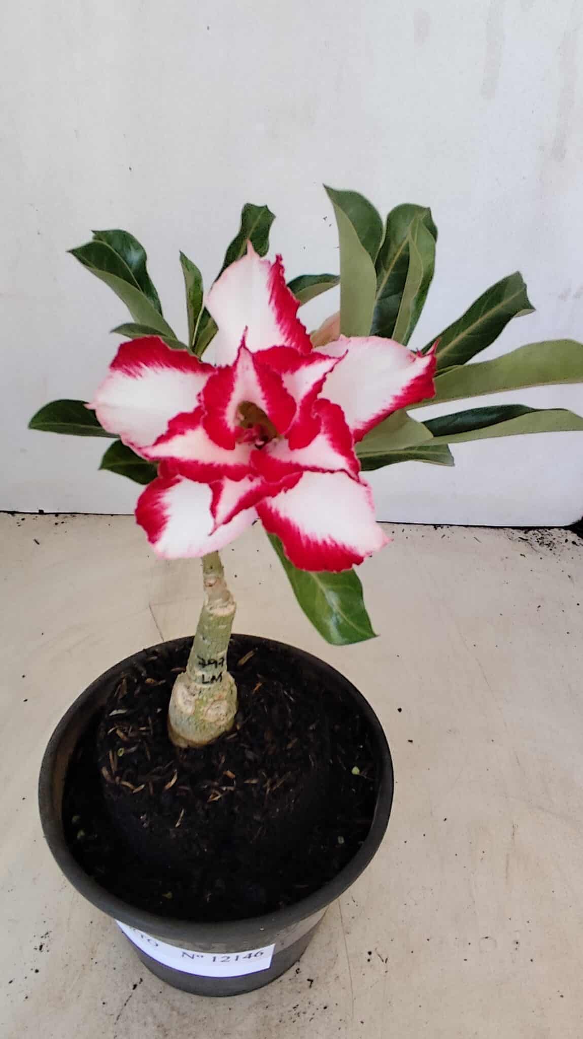 ENXERTO 12146  – 20cm (cor LM 797) Id: FERRARI - foto 3