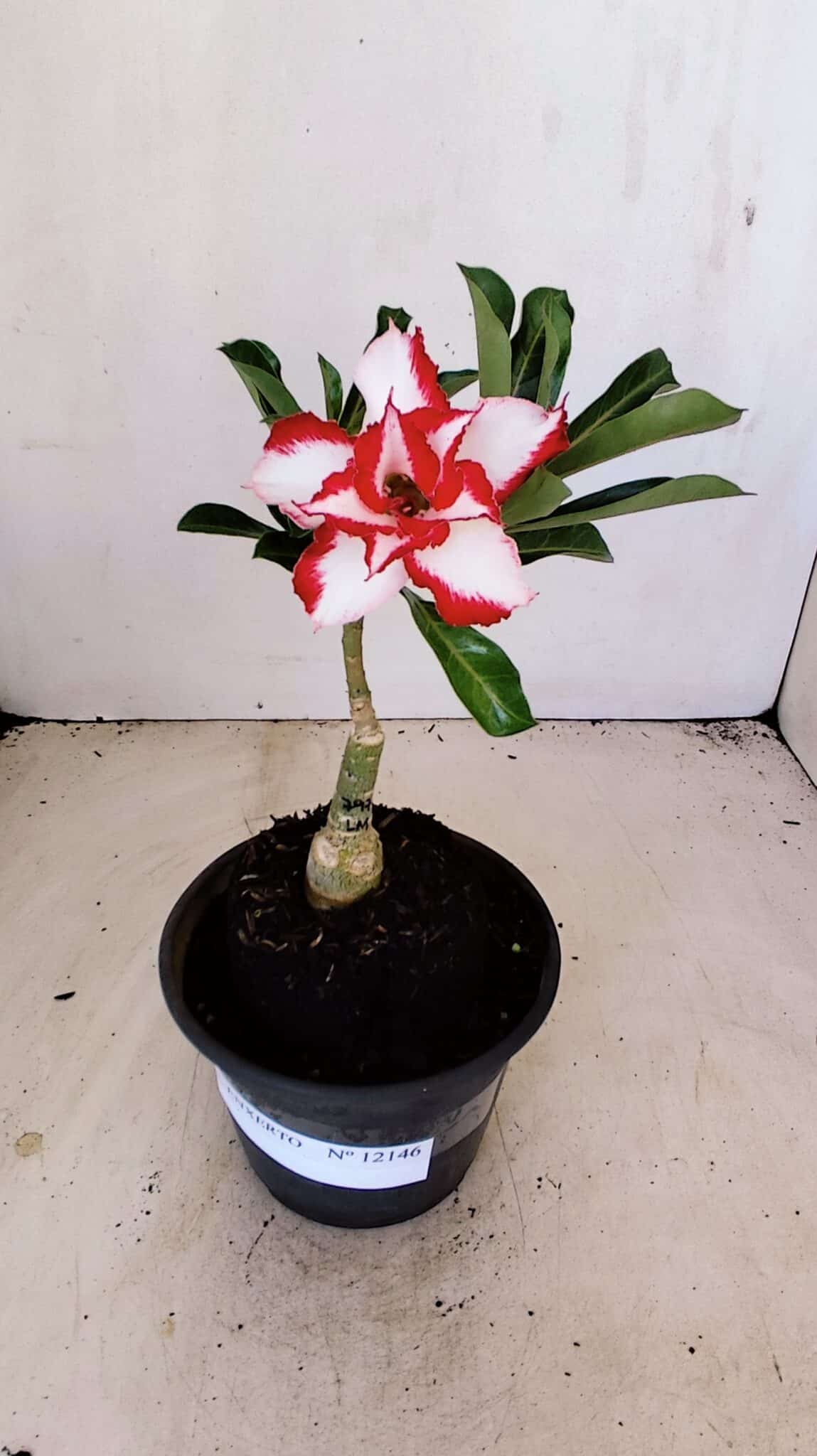 ENXERTO 12146  – 20cm (cor LM 797) Id: FERRARI - foto 5