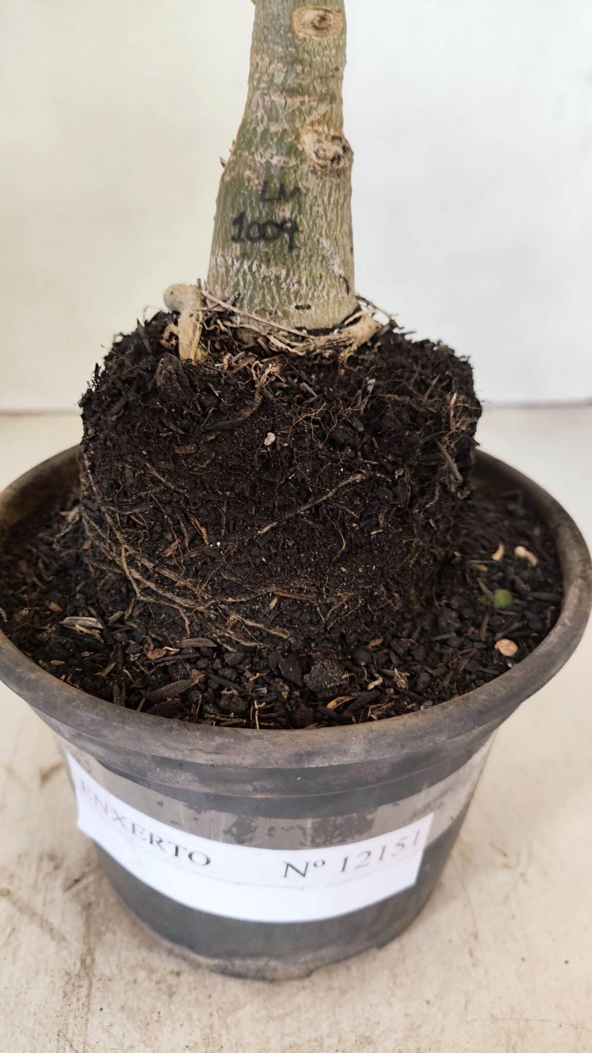 ENXERTO 12151  – 20cm (cor LM 1009) - foto 7