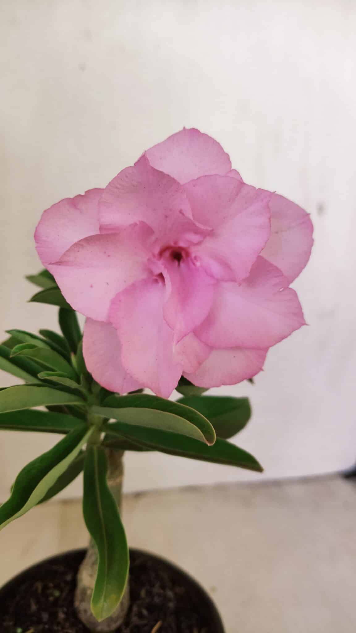 ENXERTO 12154 – 20cm (cor LM 08) - foto 3