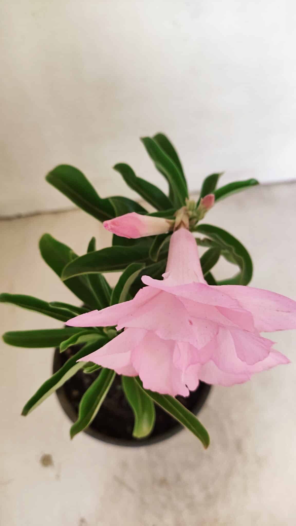 ENXERTO 12154 – 20cm (cor LM 08) - foto 4