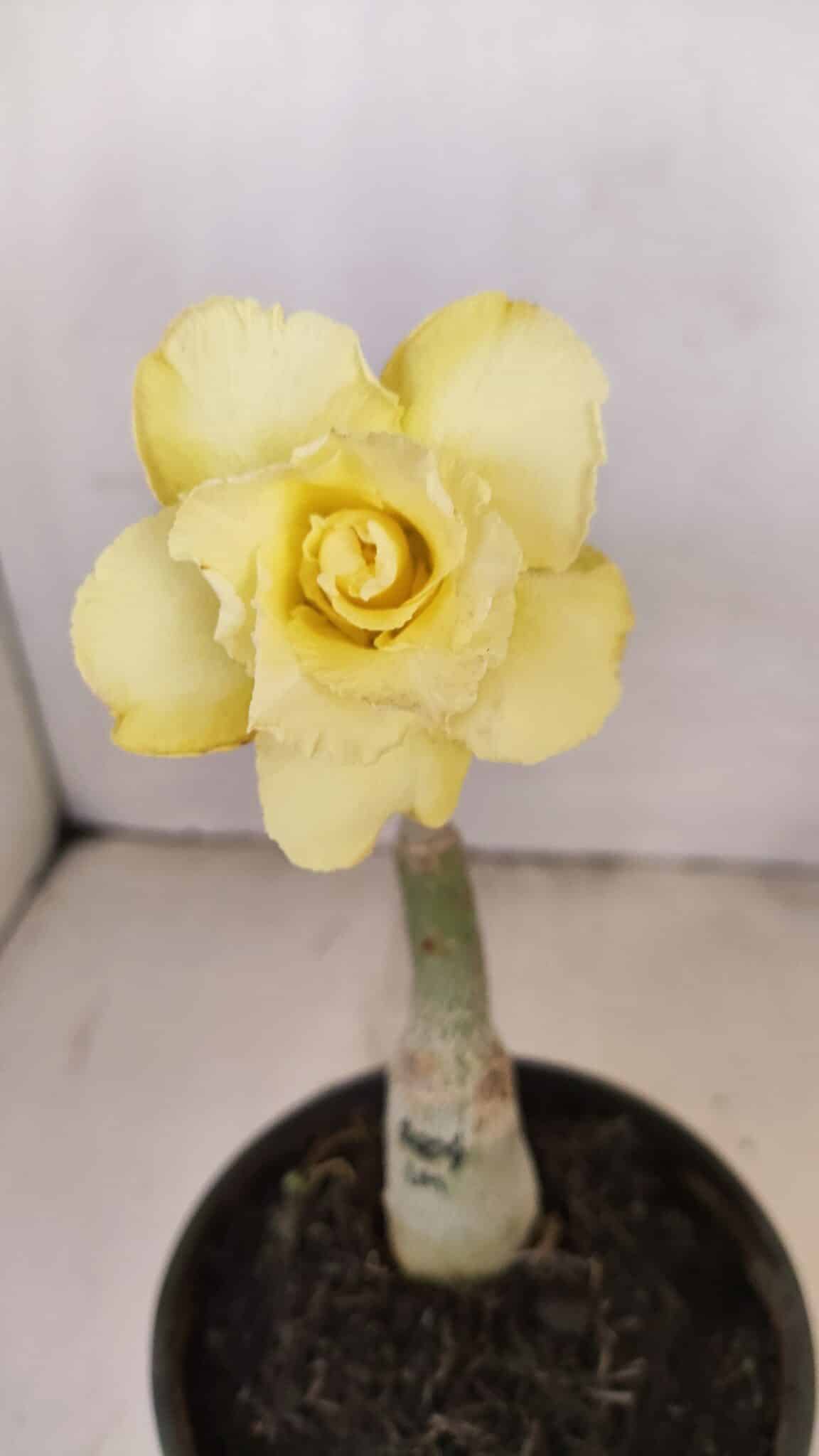 ENXERTO 12159  – 20cm (cor LM 1004) - foto 3