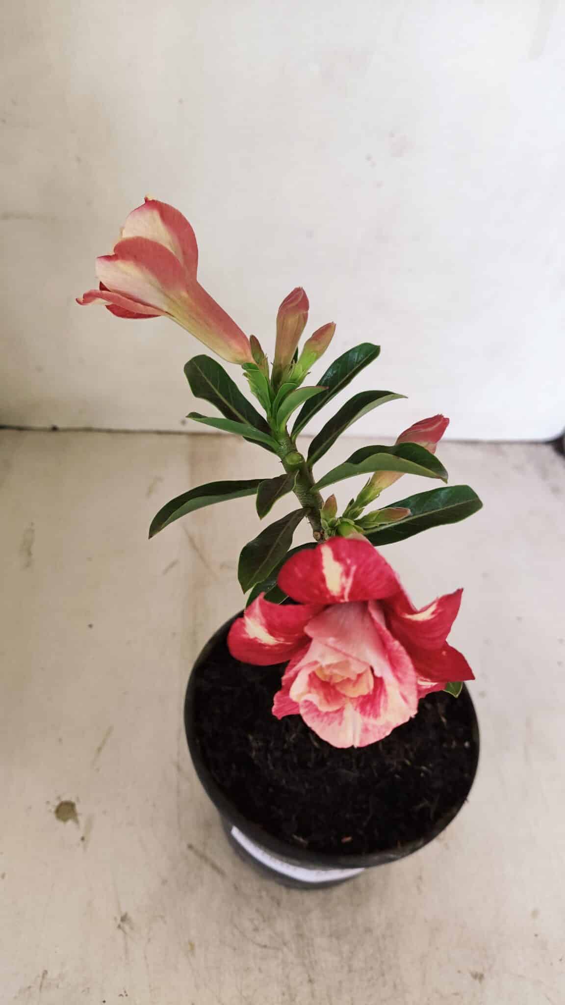 ENXERTO 12167 – 20cm (cor LM 725) - foto 4