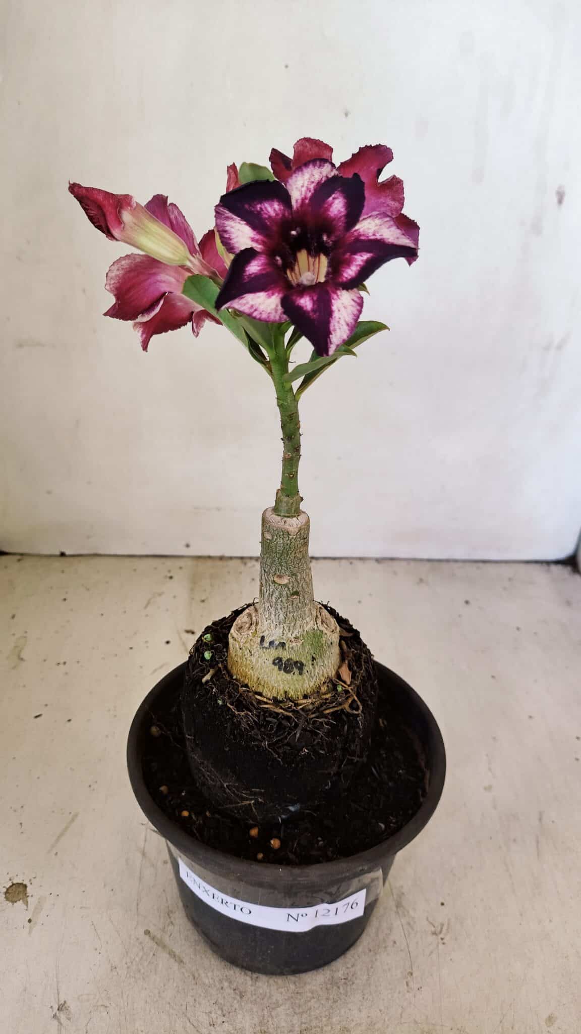 ENXERTO 12176 – 20cm (cor LM 989) - foto 2