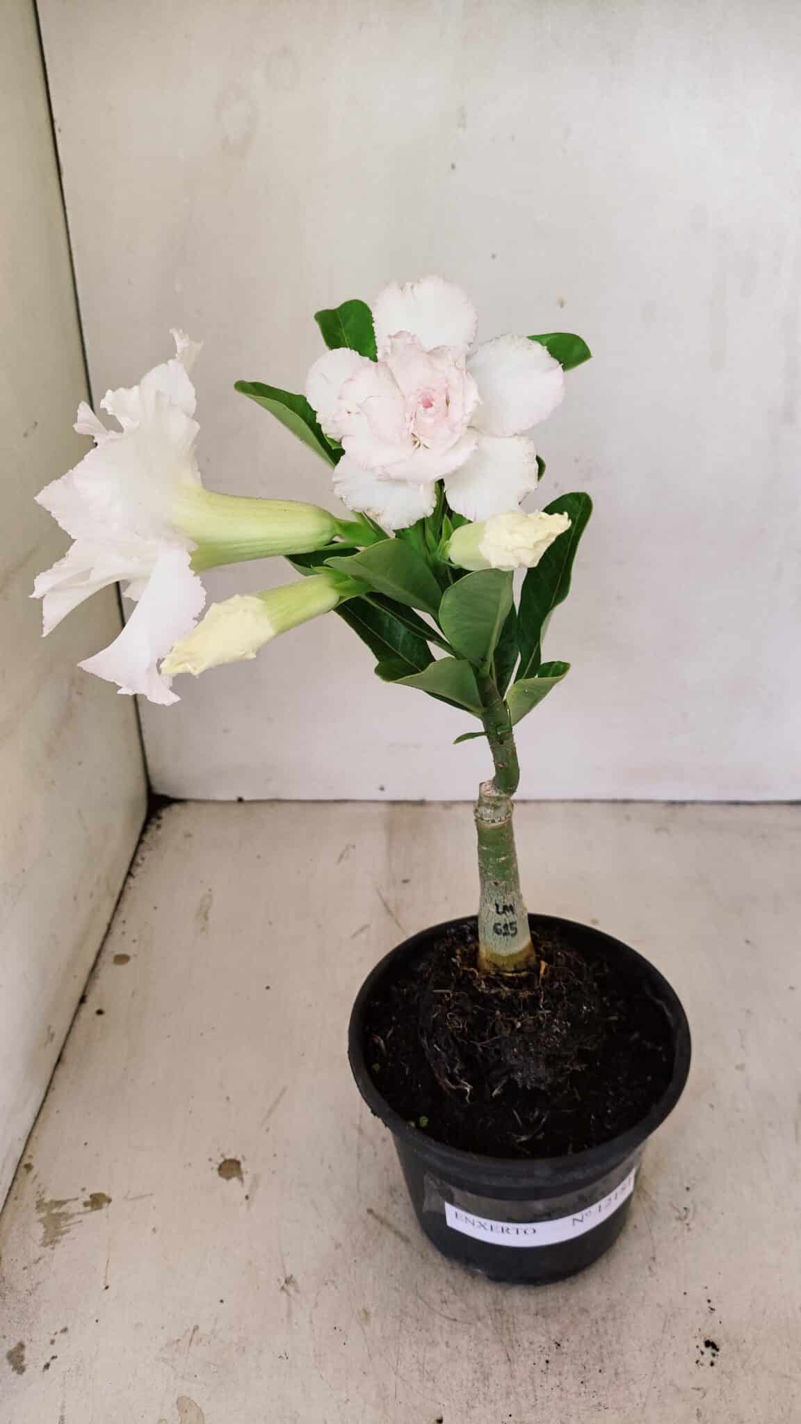 ENXERTO 12181 – 20cm (cor LM 615) - foto 2