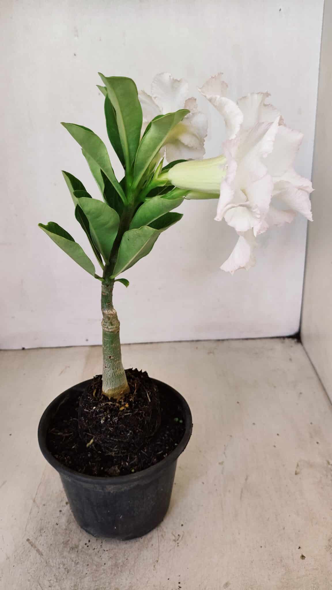 ENXERTO 12181 – 20cm (cor LM 615) - foto 6