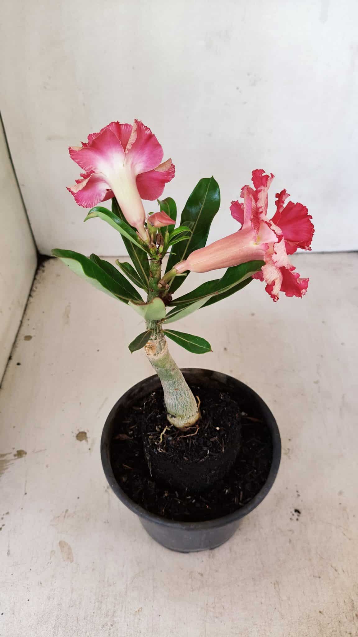 ENXERTO 12182 – 20cm (cor LM 501) - foto 6