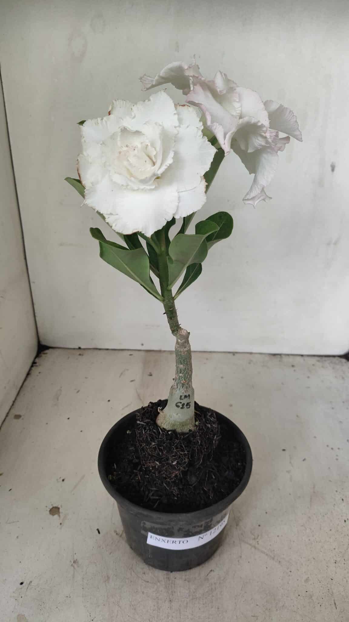 ENXERTO 12195 – 20cm (cor LM 615) - foto 2