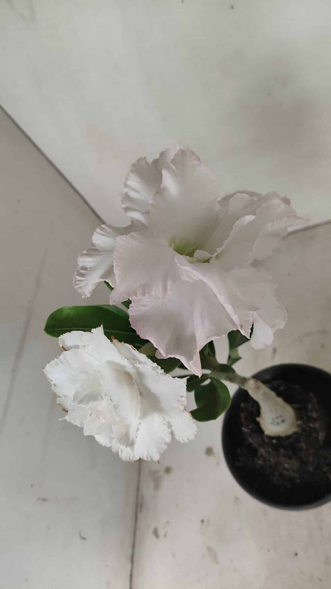 ENXERTO 12195 – 20cm (cor LM 615) - foto 4