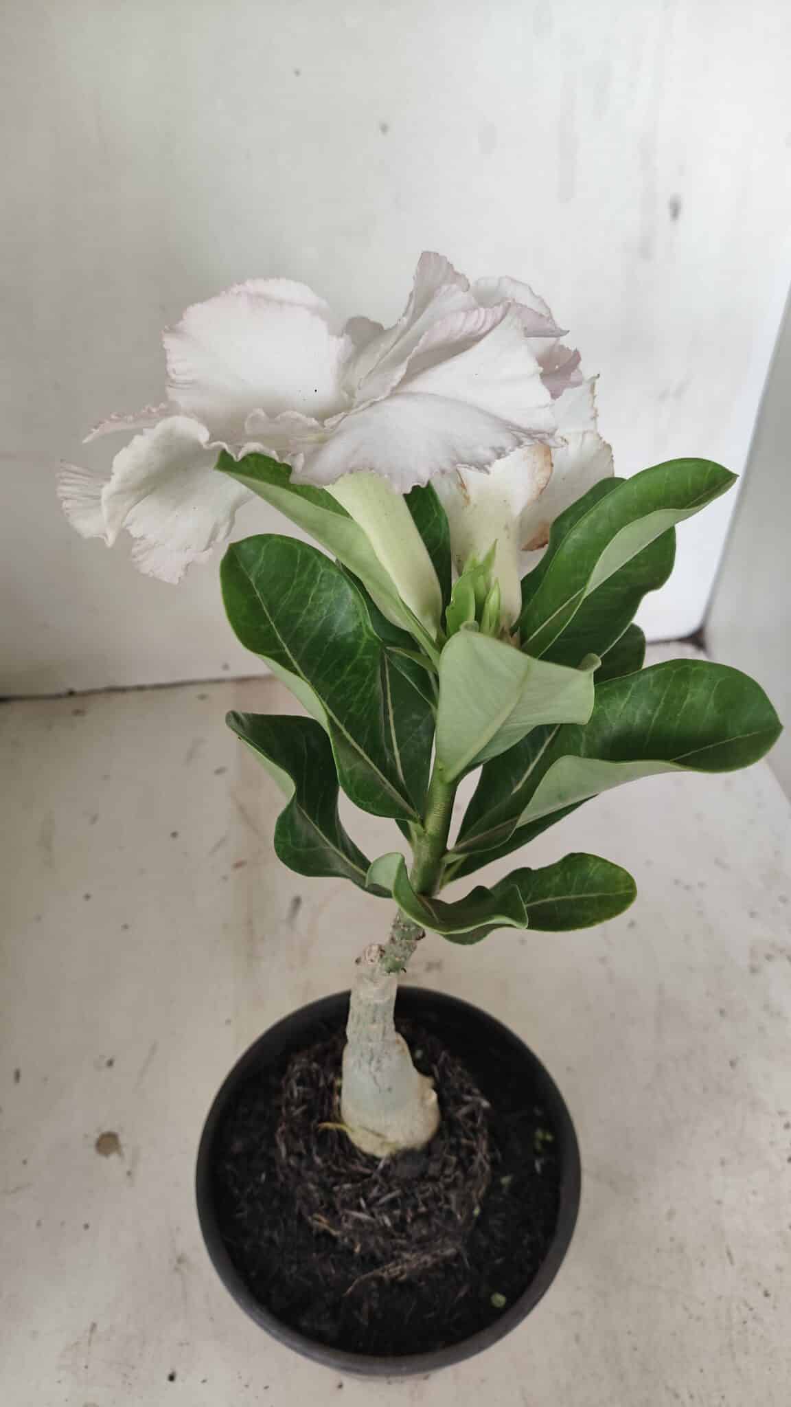 ENXERTO 12195 – 20cm (cor LM 615) - foto 5
