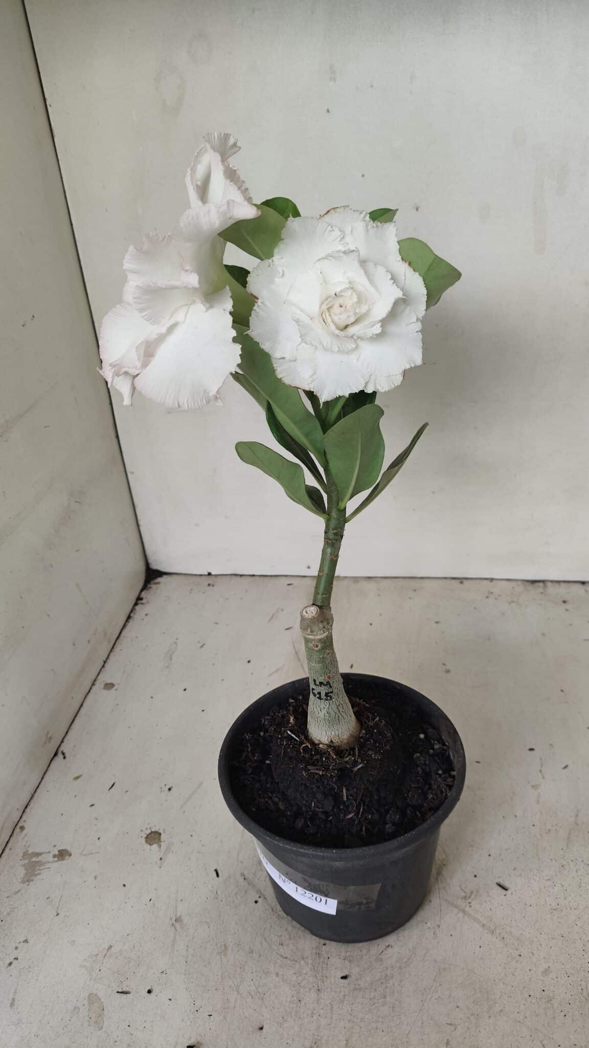 ENXERTO 12201 – 20cm (cor LM 615) - foto 2