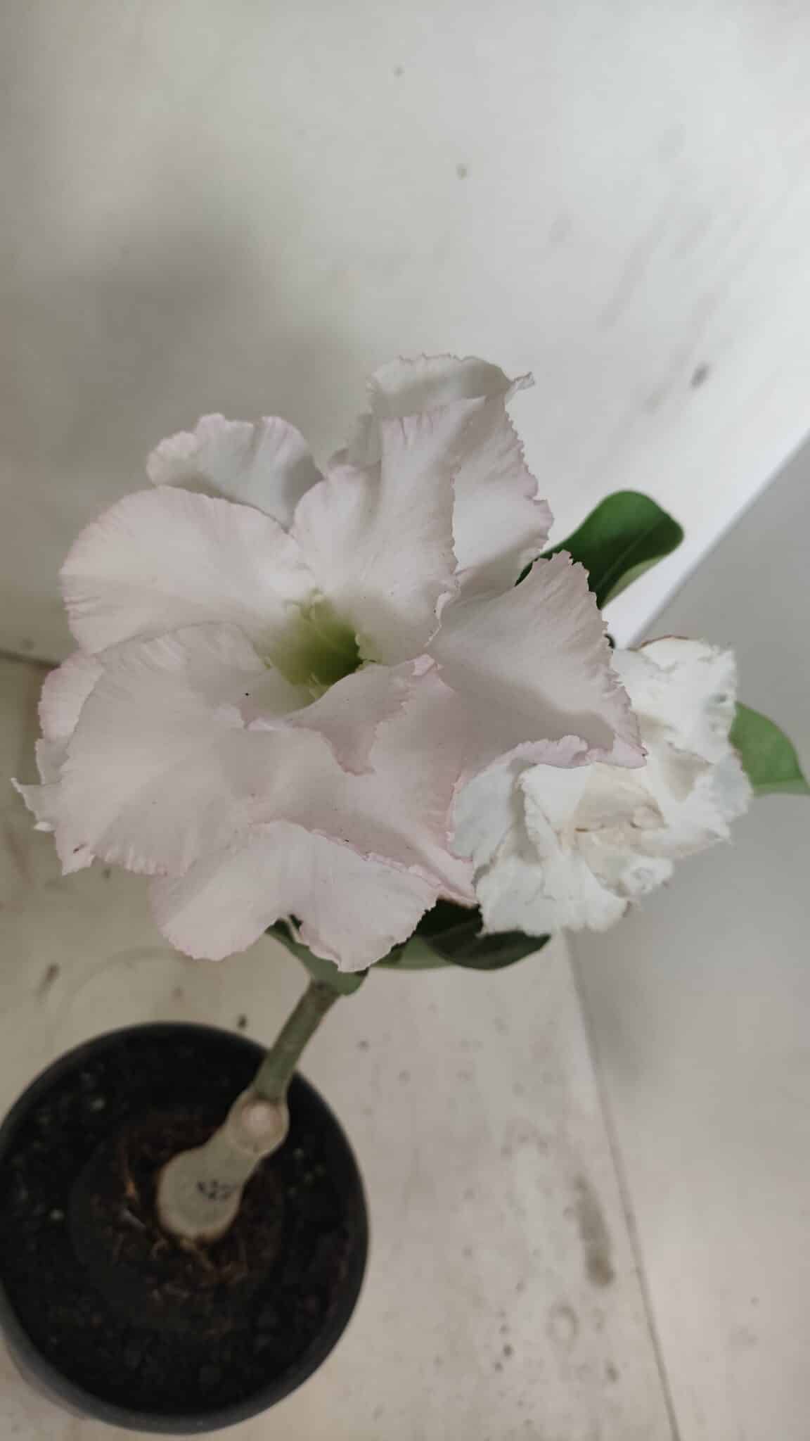 ENXERTO 12201 – 20cm (cor LM 615) - foto 7