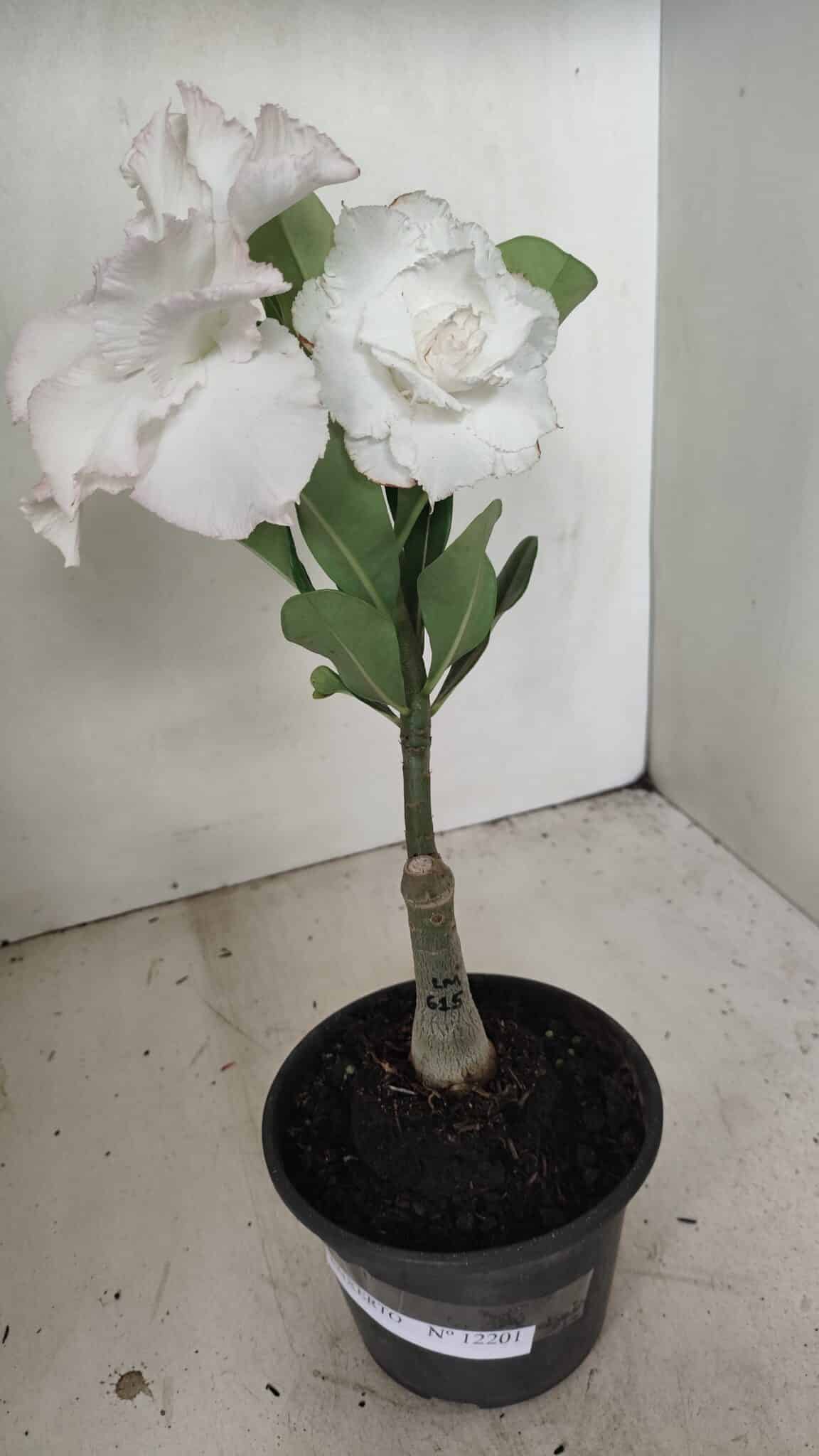 ENXERTO 12201 – 20cm (cor LM 615) - foto 8