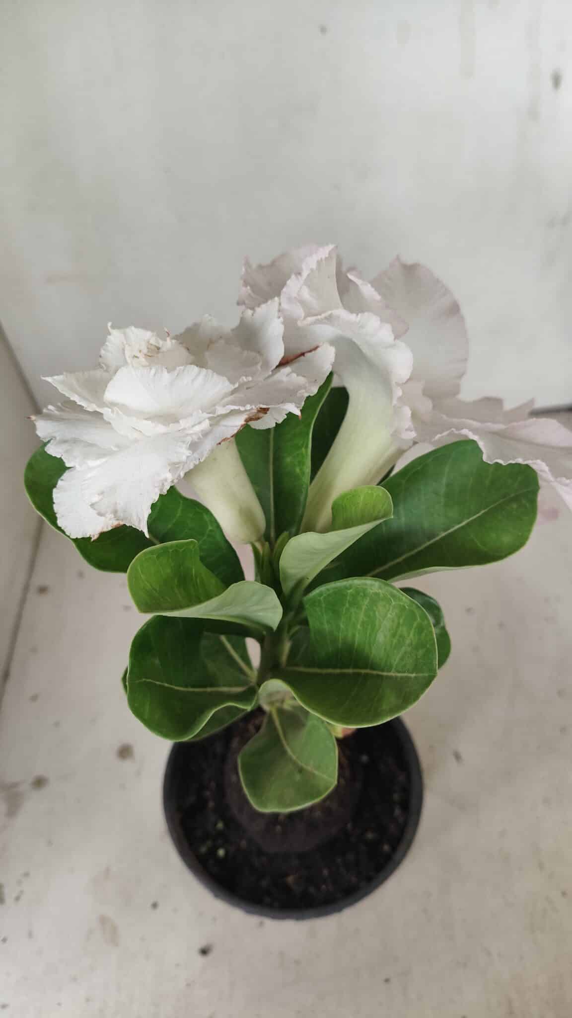ENXERTO 12201 – 20cm (cor LM 615) - foto 5