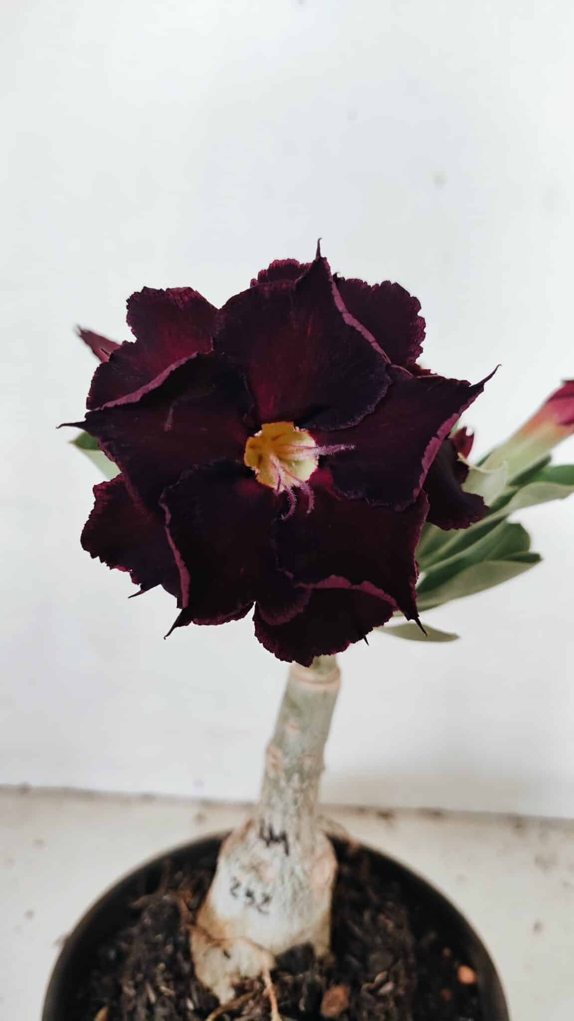 ENXERTO 12210 – 20cm (cor LM 232) - foto 3