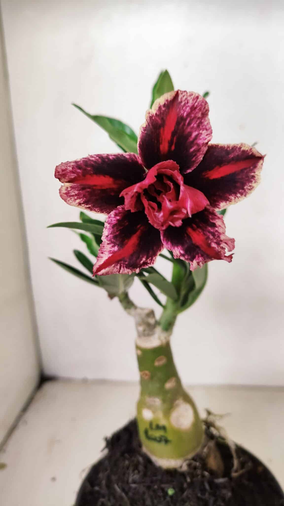 ENXERTO 12229 – 20cm (cor LM 1007) - foto 3