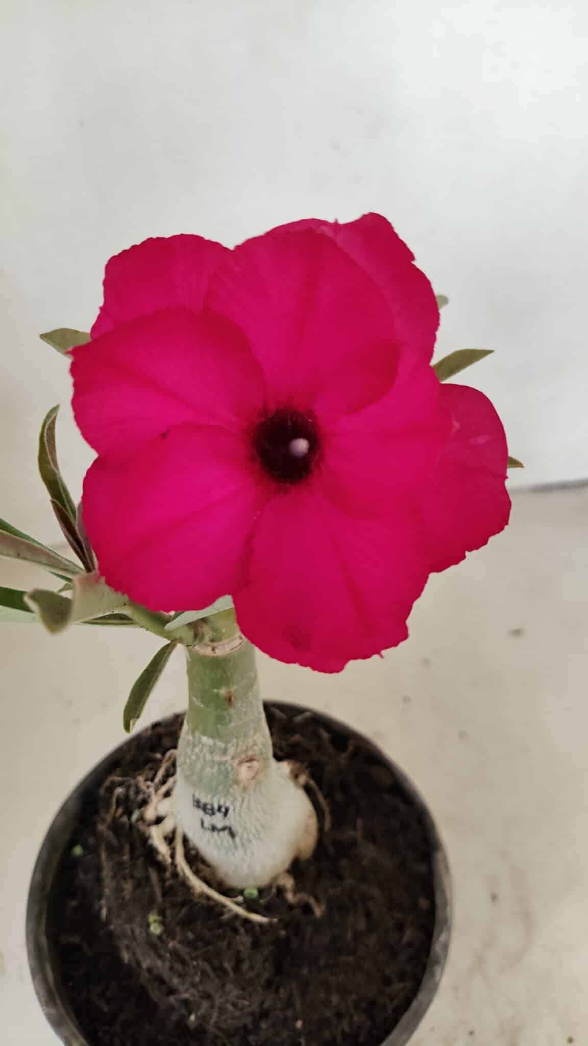 ENXERTO 12237 – 20cm (cor LM 384) - foto 3