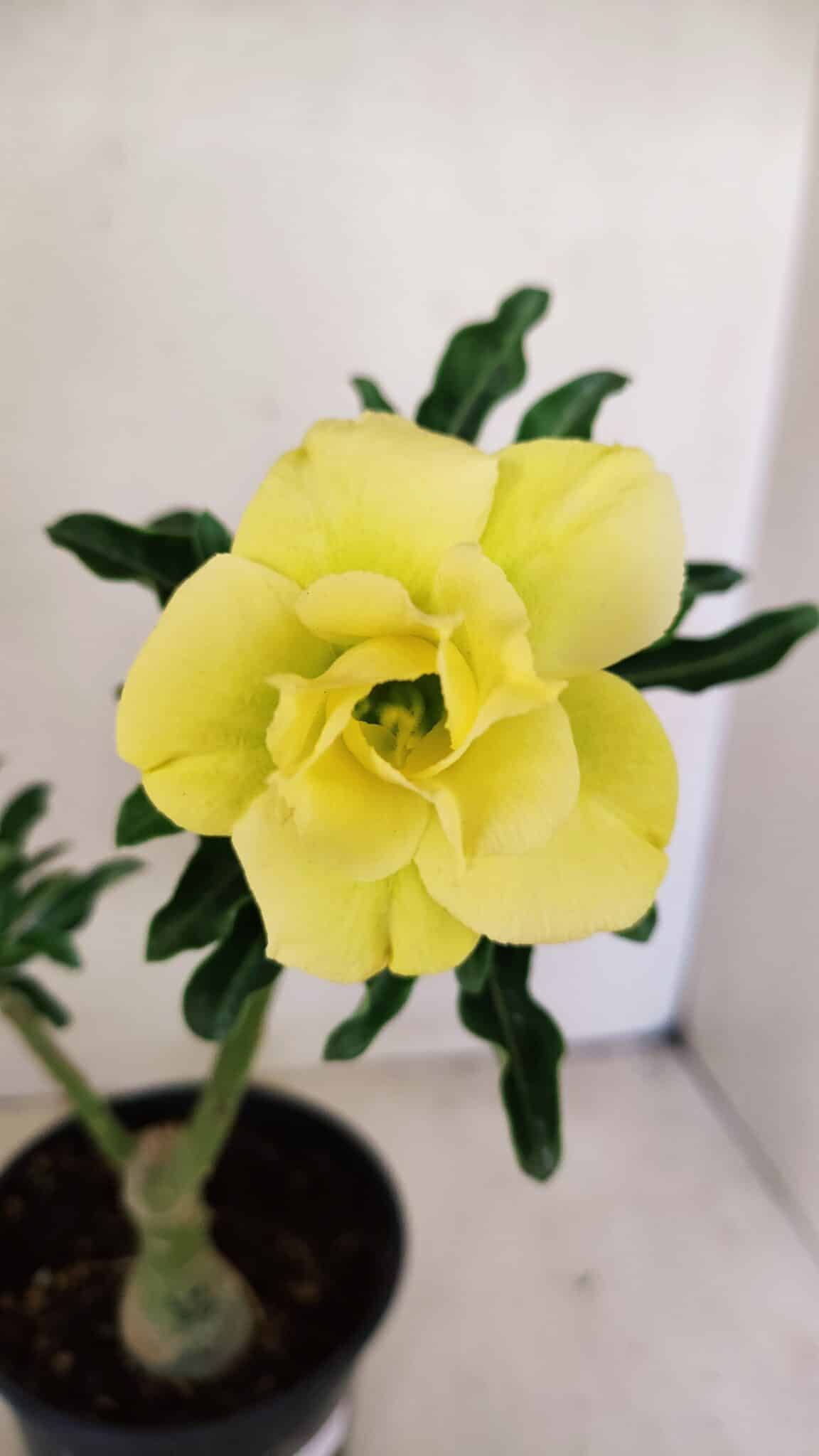 ENXERTO 12239 – 20cm (cor LM 315) - foto 3
