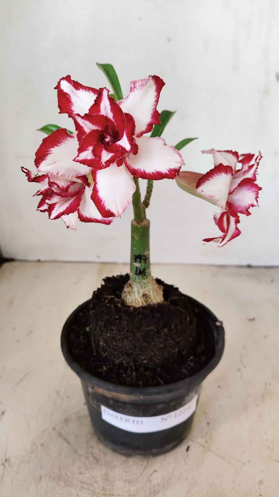 ENXERTO 12242 – 20cm (cor LM 797) Id: FERRARI - foto 2