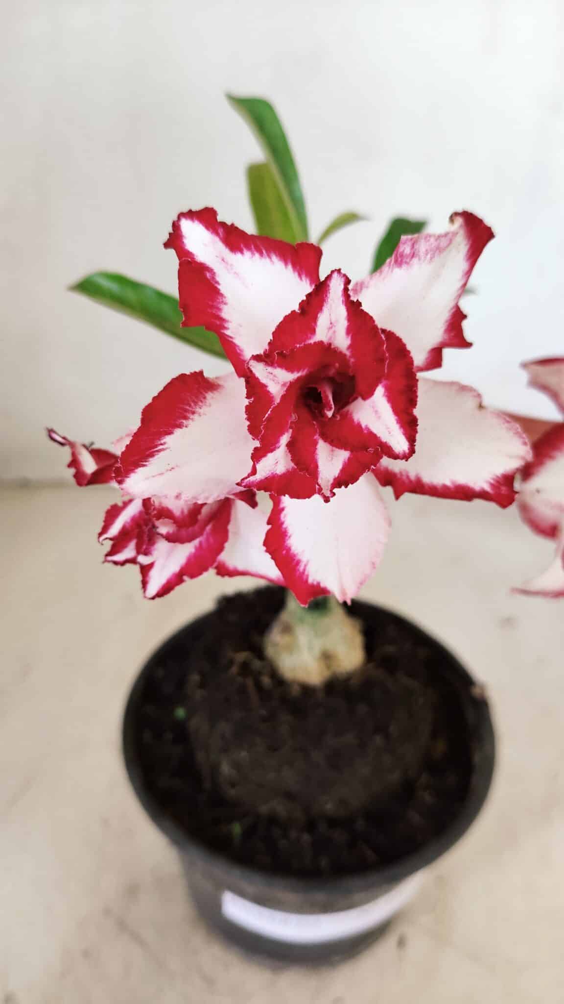 ENXERTO 12242 – 20cm (cor LM 797) Id: FERRARI - foto 3