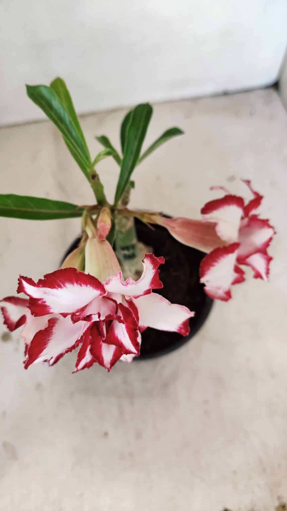 ENXERTO 12242 – 20cm (cor LM 797) Id: FERRARI - foto 4