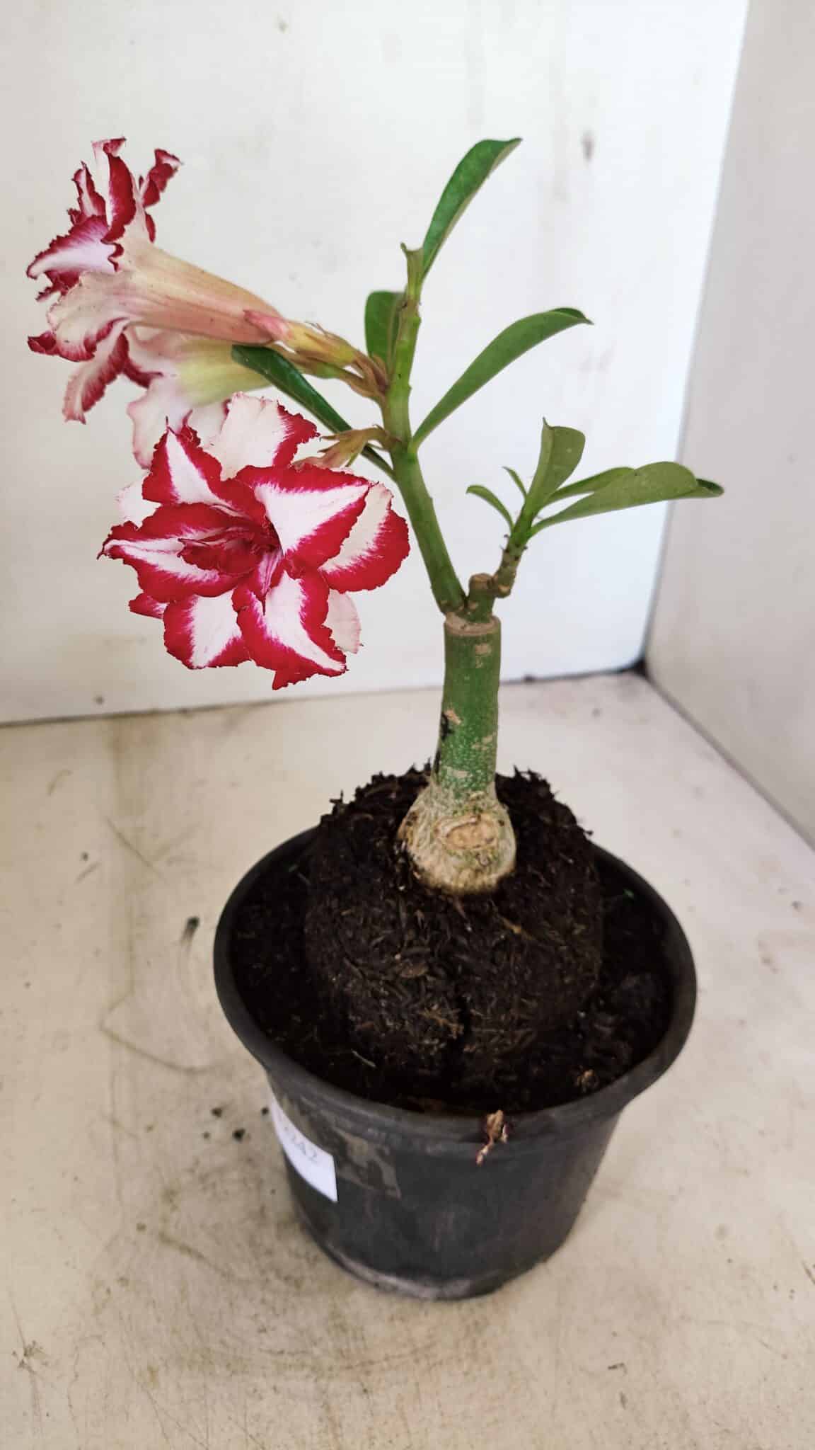 ENXERTO 12242 – 20cm (cor LM 797) Id: FERRARI - foto 5