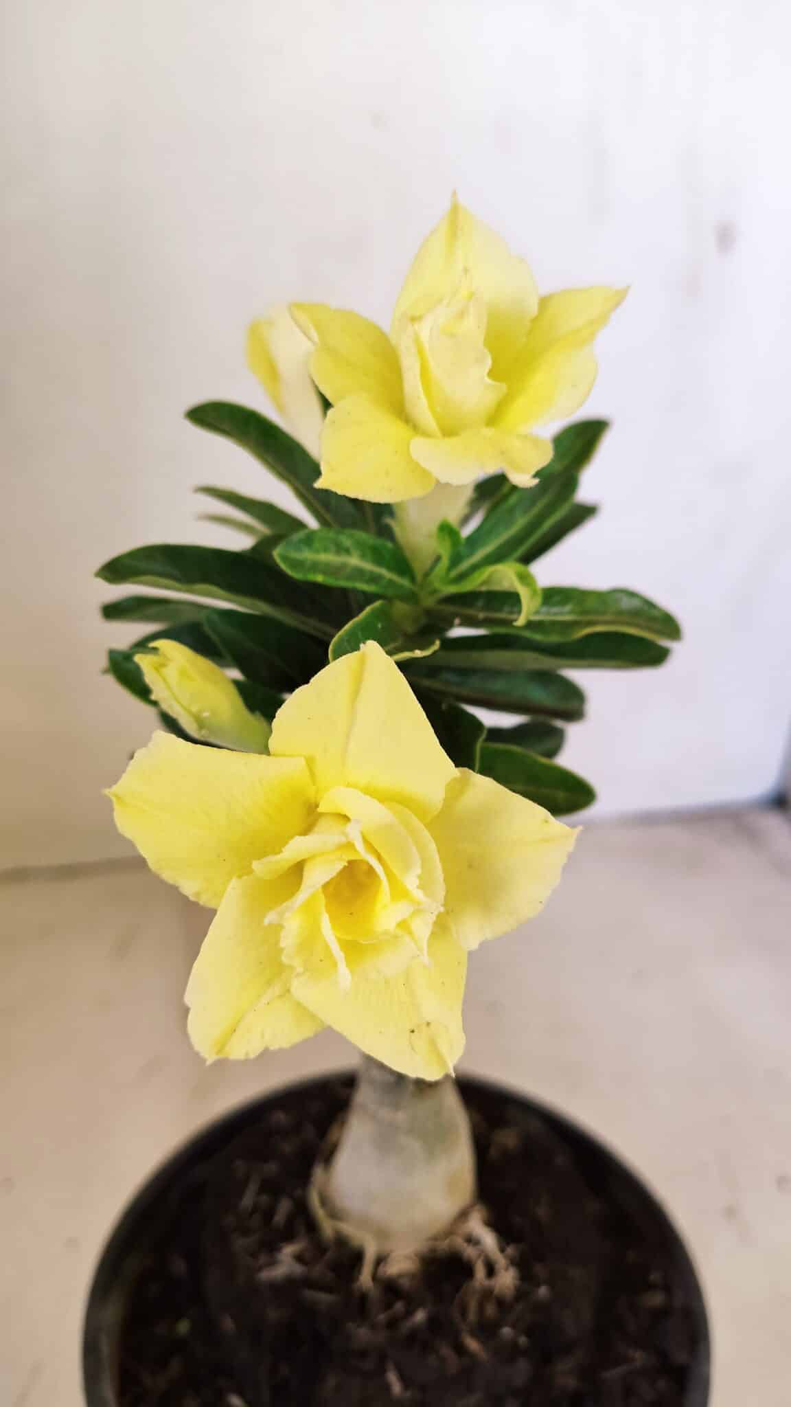 ENXERTO 12245 – 20cm (cor LM 315) - foto 3