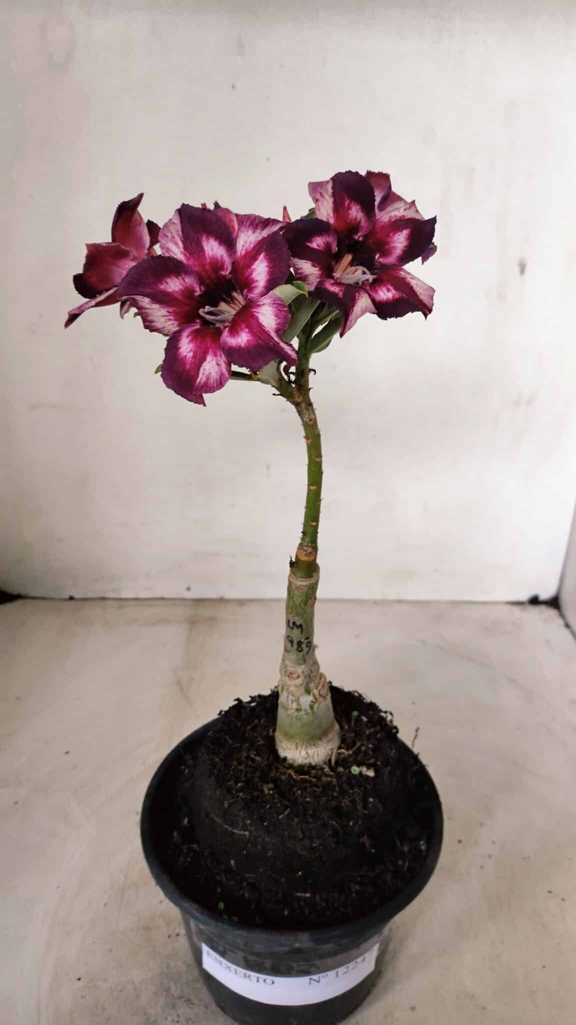 ENXERTO 12247 – 20cm (cor LM 989) - Id: Estrela Purpura - foto 2