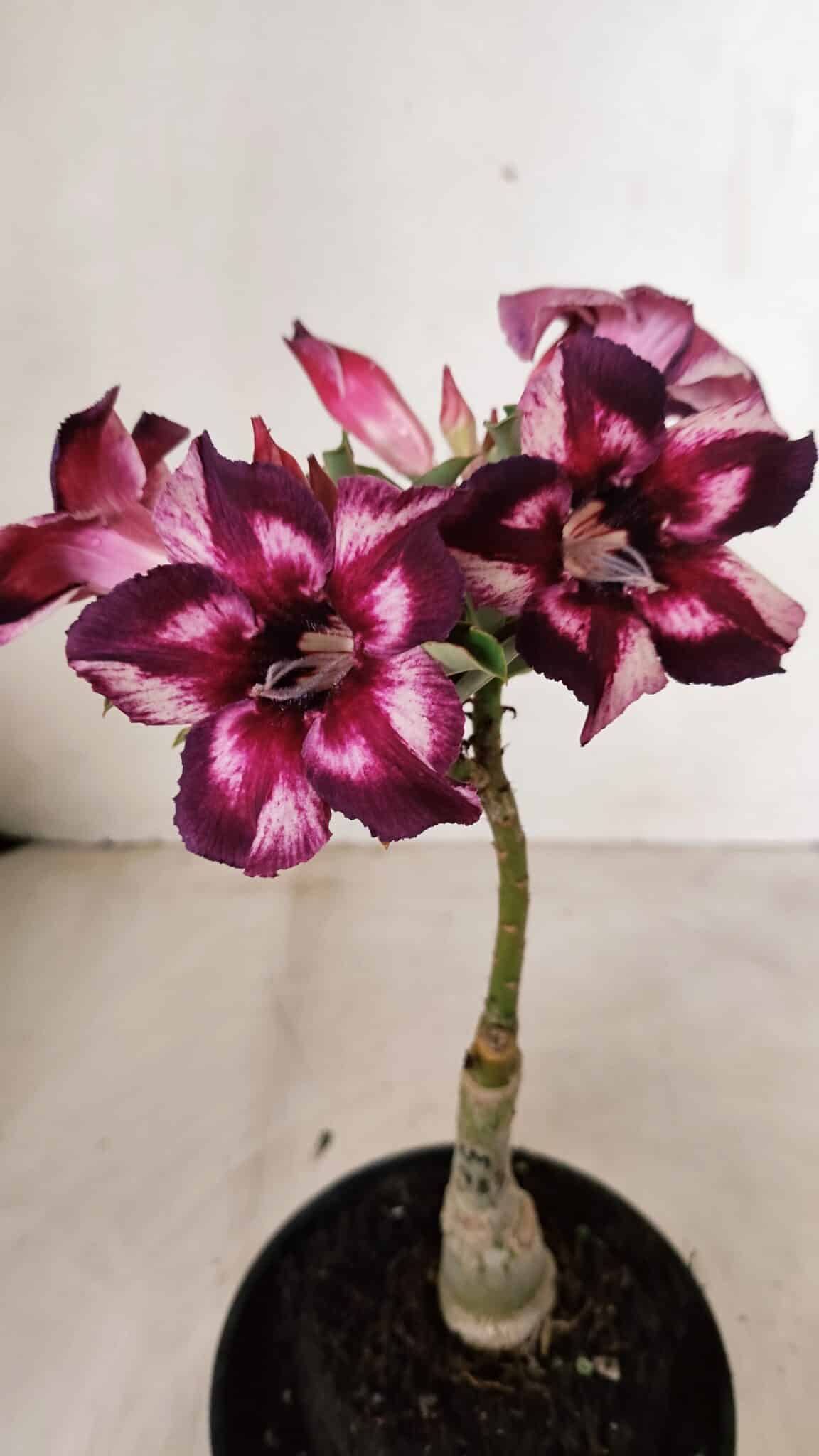 ENXERTO 12247 – 20cm (cor LM 989) - Id: Estrela Purpura - foto 4