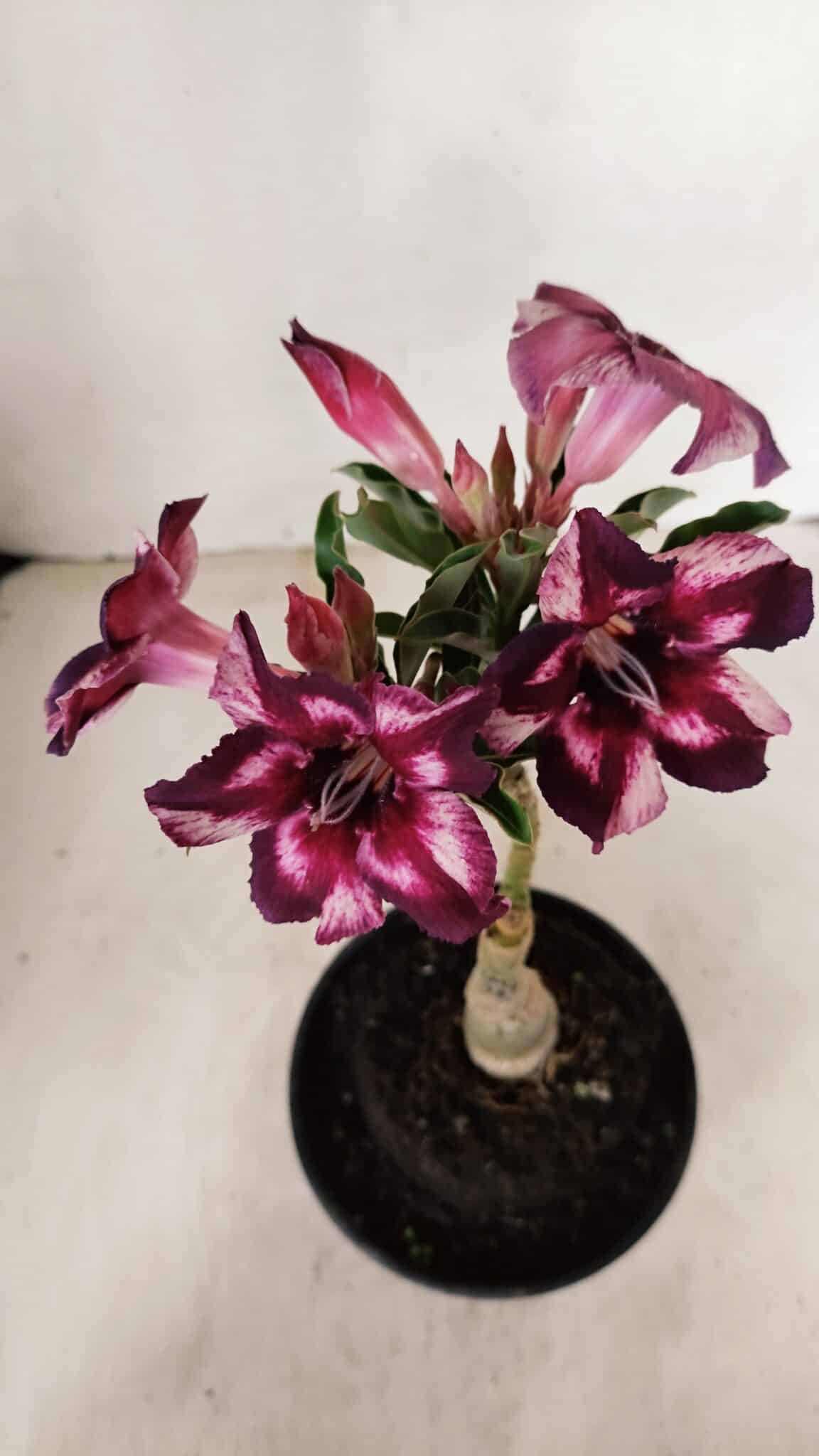 ENXERTO 12247 – 20cm (cor LM 989) - Id: Estrela Purpura - foto 7