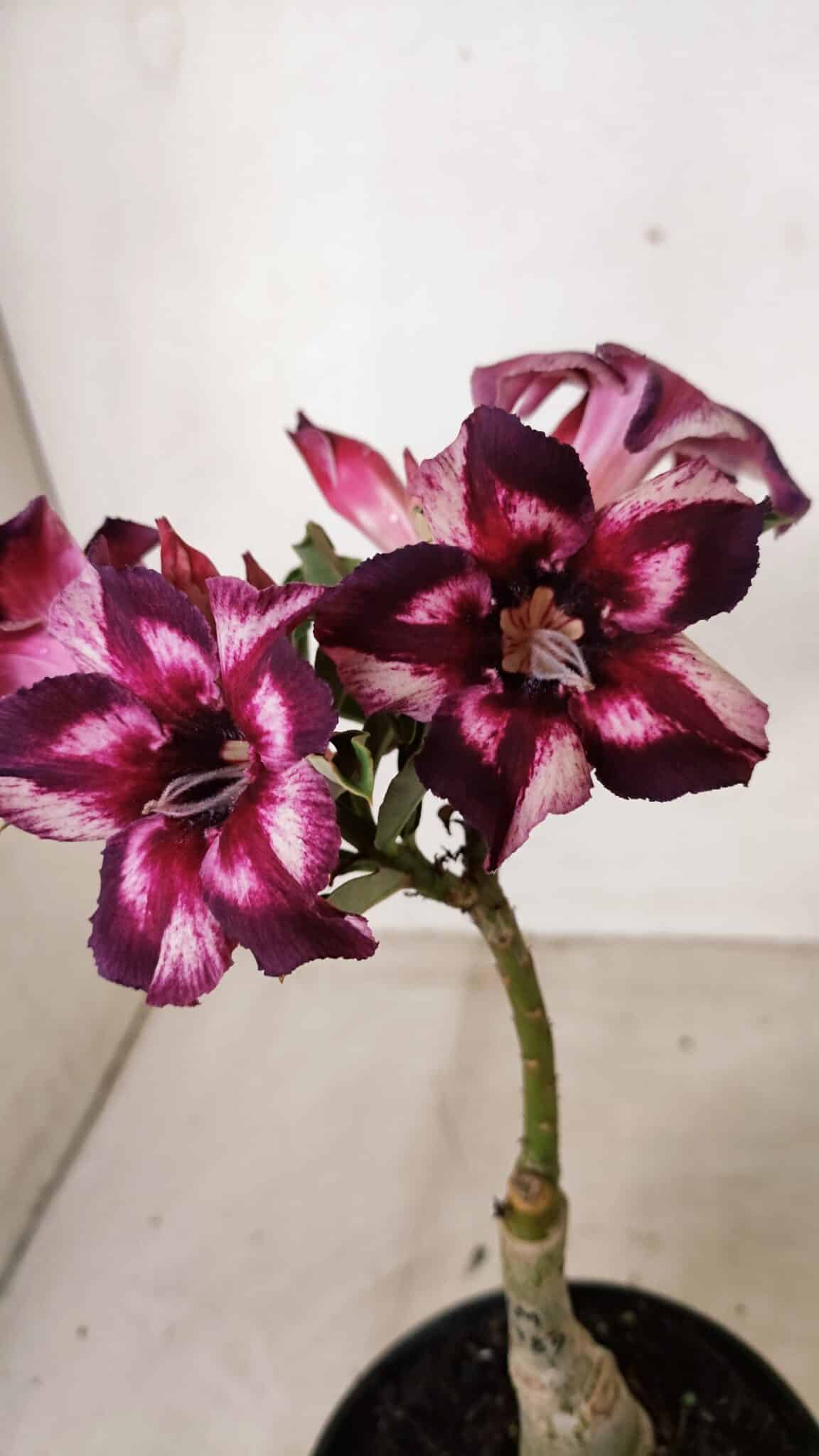 ENXERTO 12247 – 20cm (cor LM 989) - Id: Estrela Purpura - foto 3