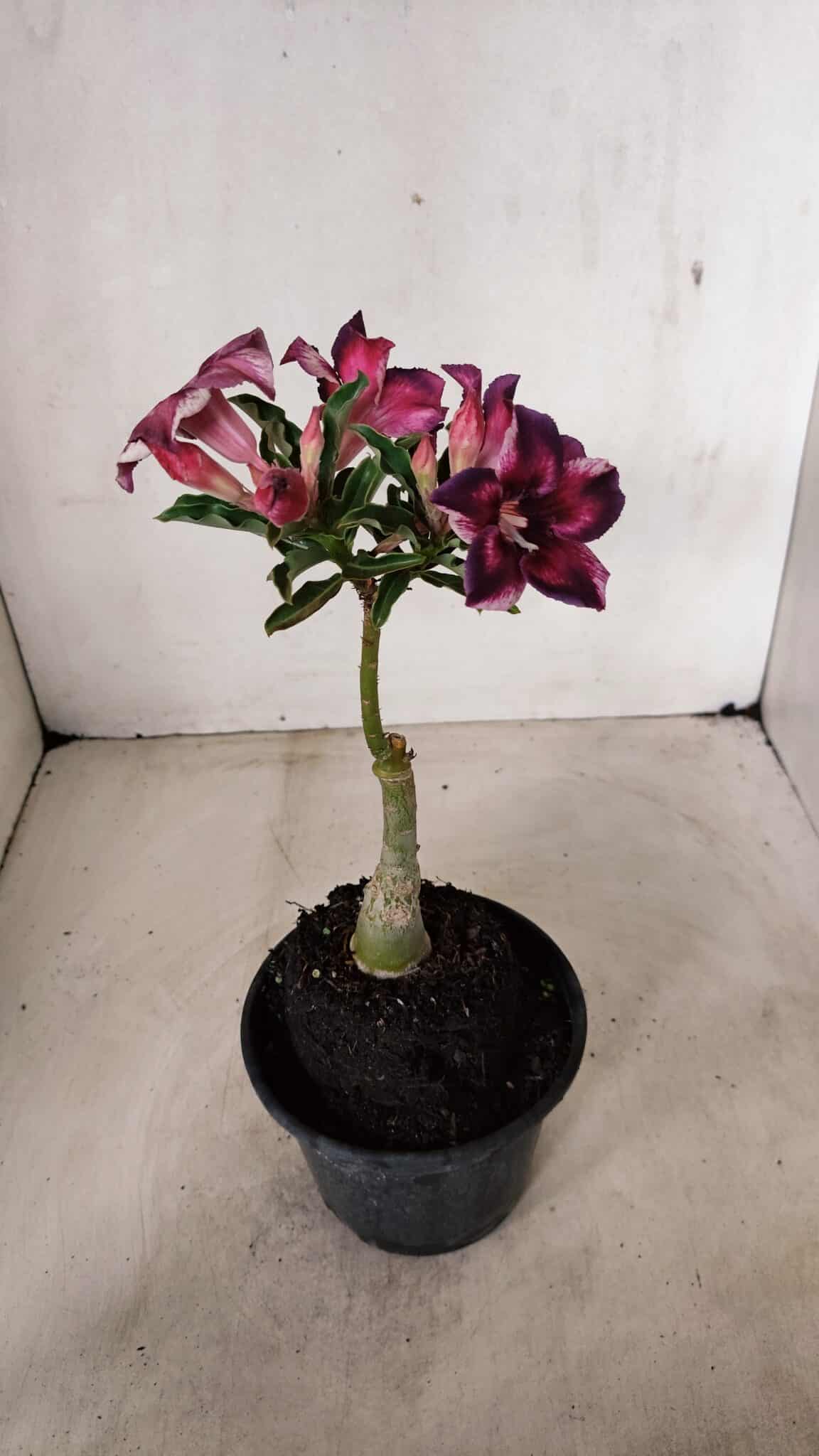 ENXERTO 12247 – 20cm (cor LM 989) - Id: Estrela Purpura - foto 5