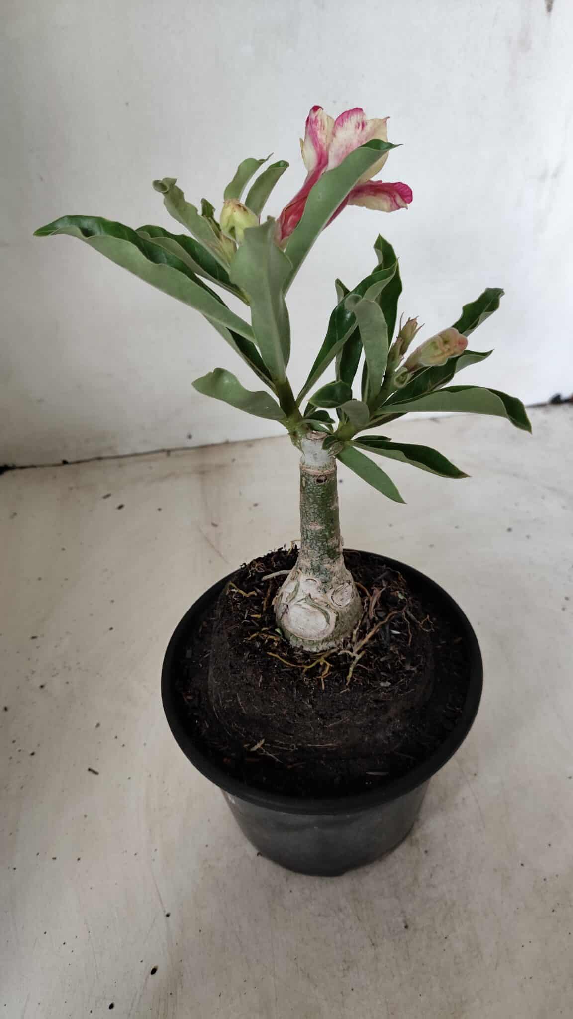 ENXERTO 12257 – 20cm (cor LM 749) - foto 5