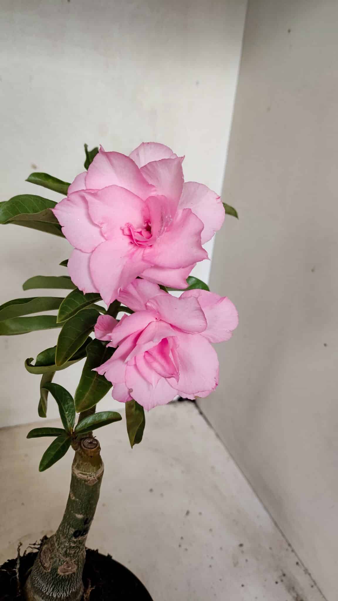ENXERTO 12259 – 25cm (cor LM 08) - foto 3