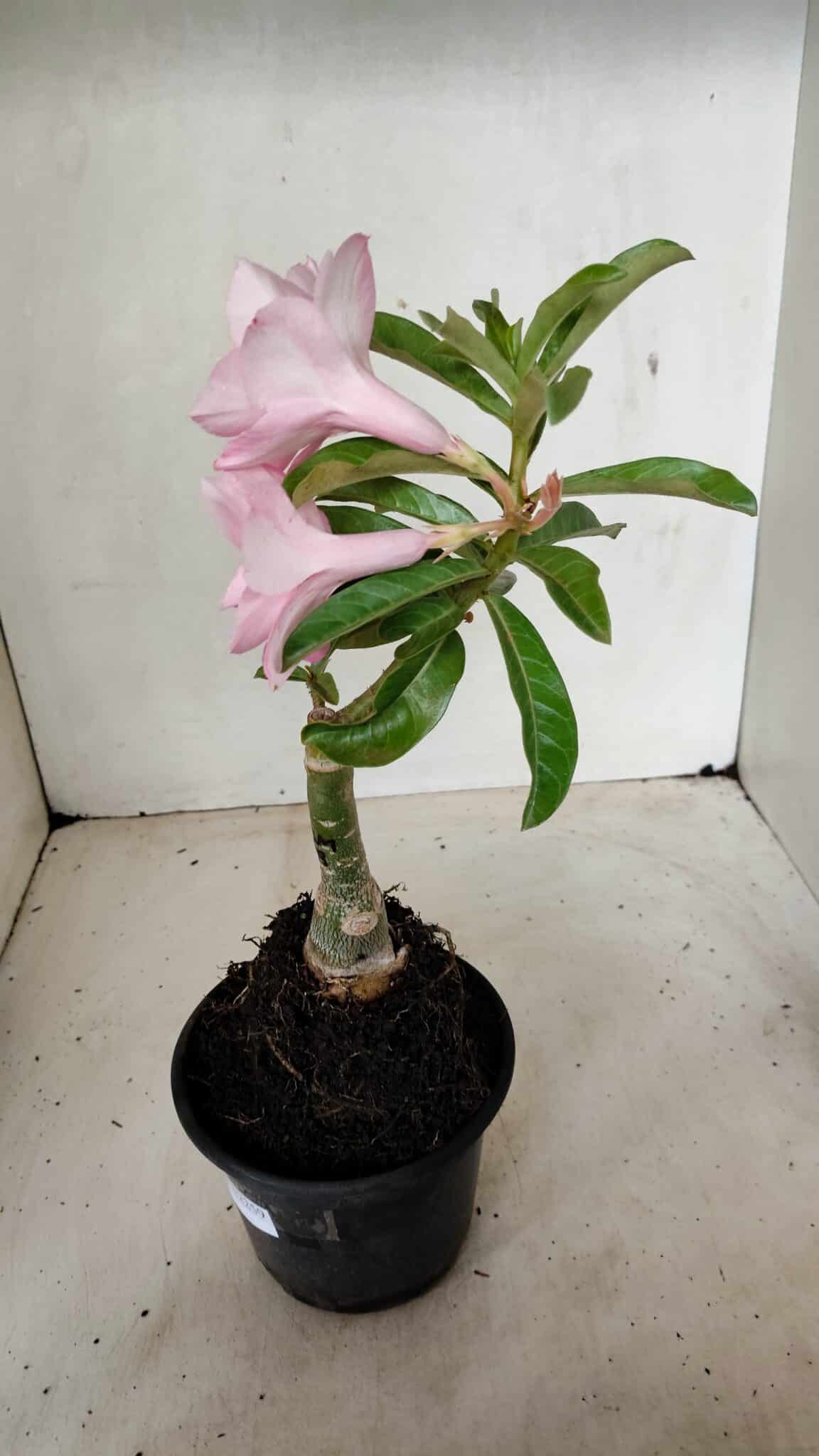 ENXERTO 12259 – 25cm (cor LM 08) - foto 8