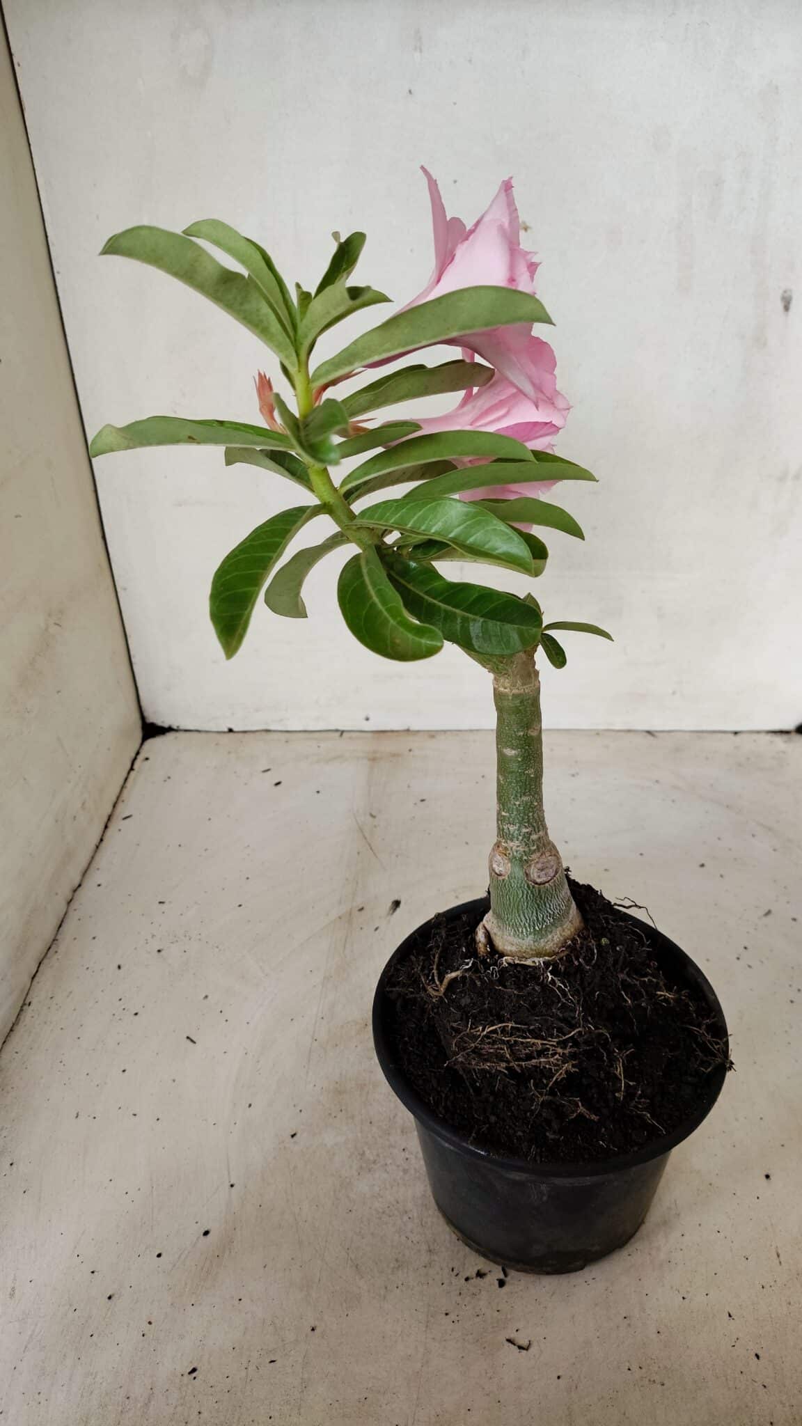 ENXERTO 12259 – 25cm (cor LM 08) - foto 7