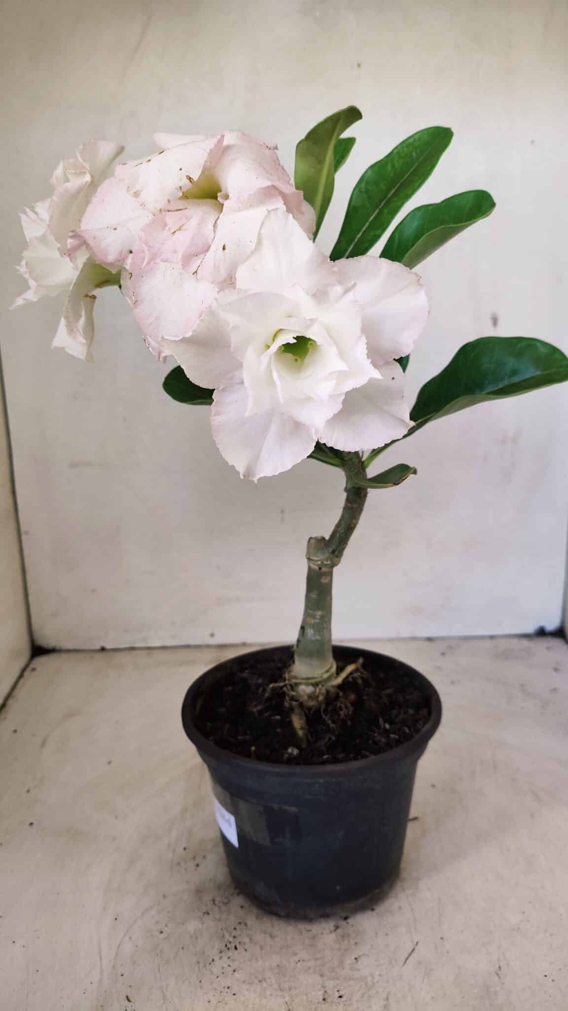 ENXERTO 12264 – 22cm (cor LM 615) - foto 6
