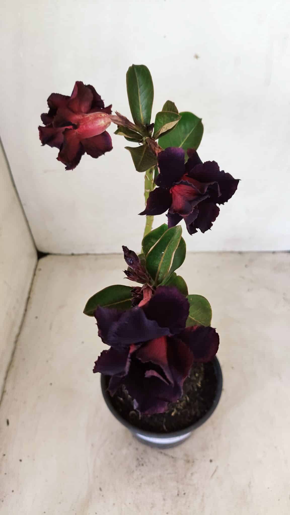 ENXERTO 12266 – 20cm (cor LM 449) - foto 3